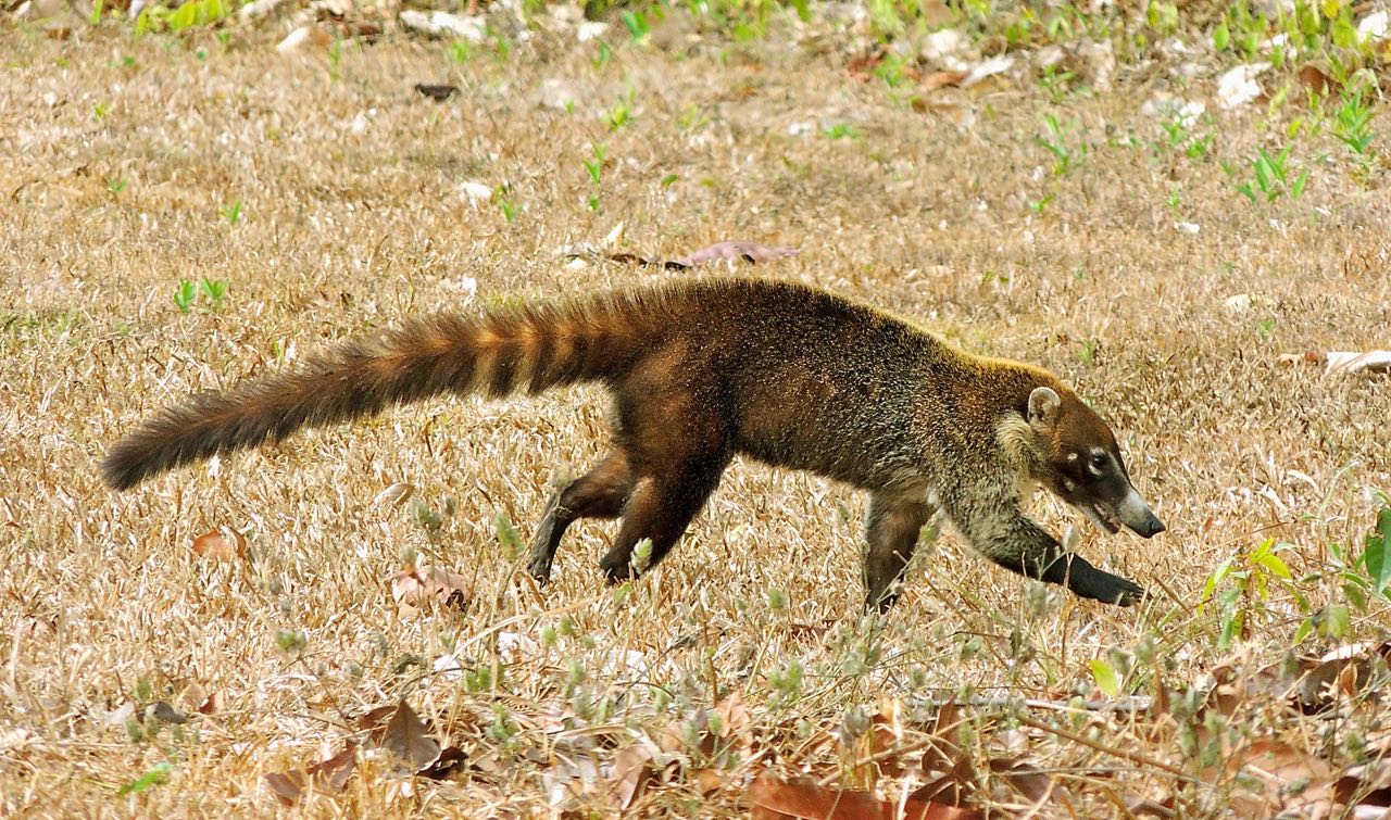 White-nosed Coati