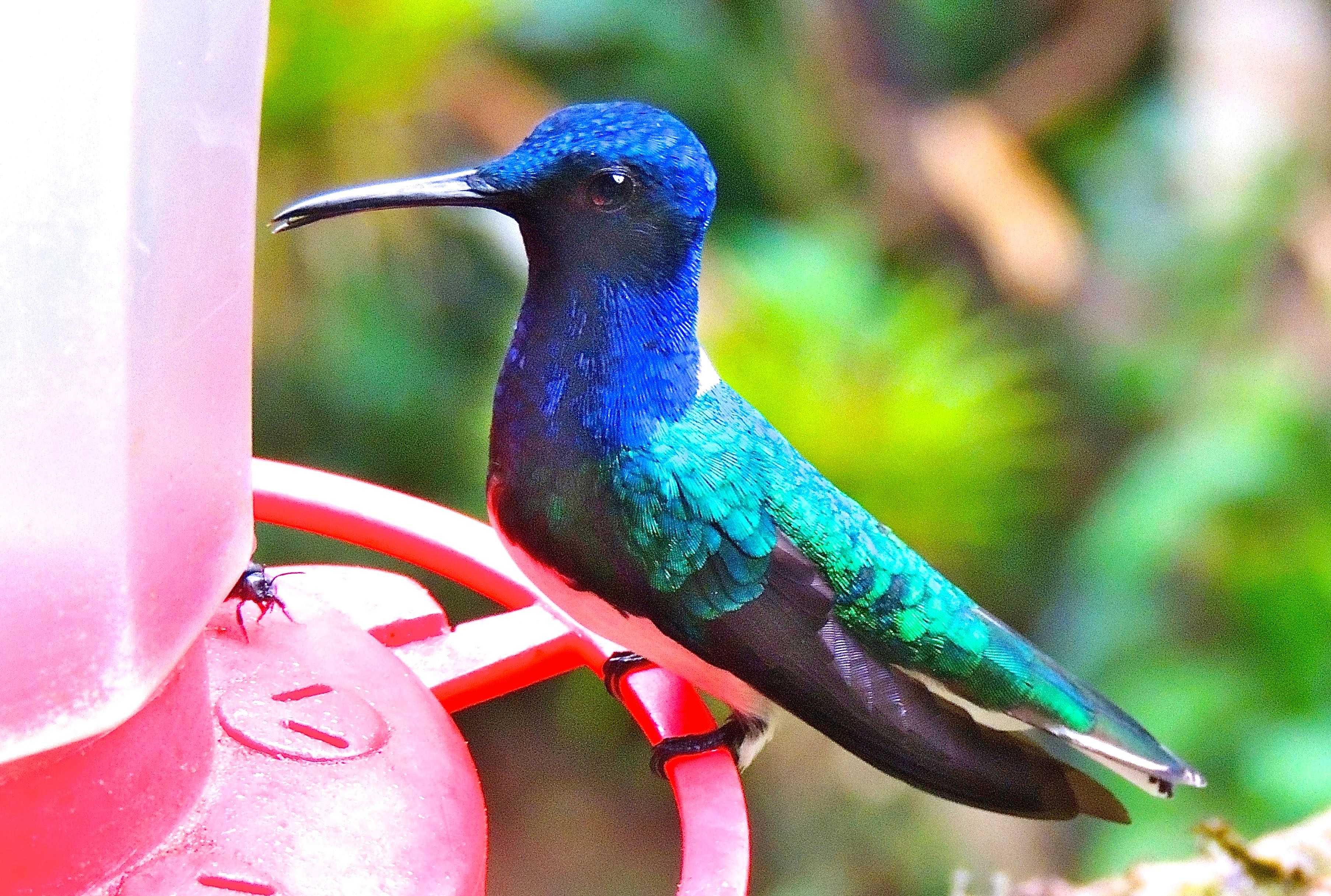 White-necked Jacobin