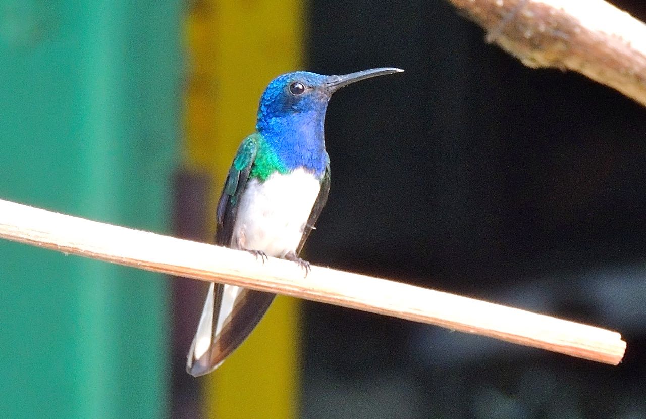 White-necked Jacobin