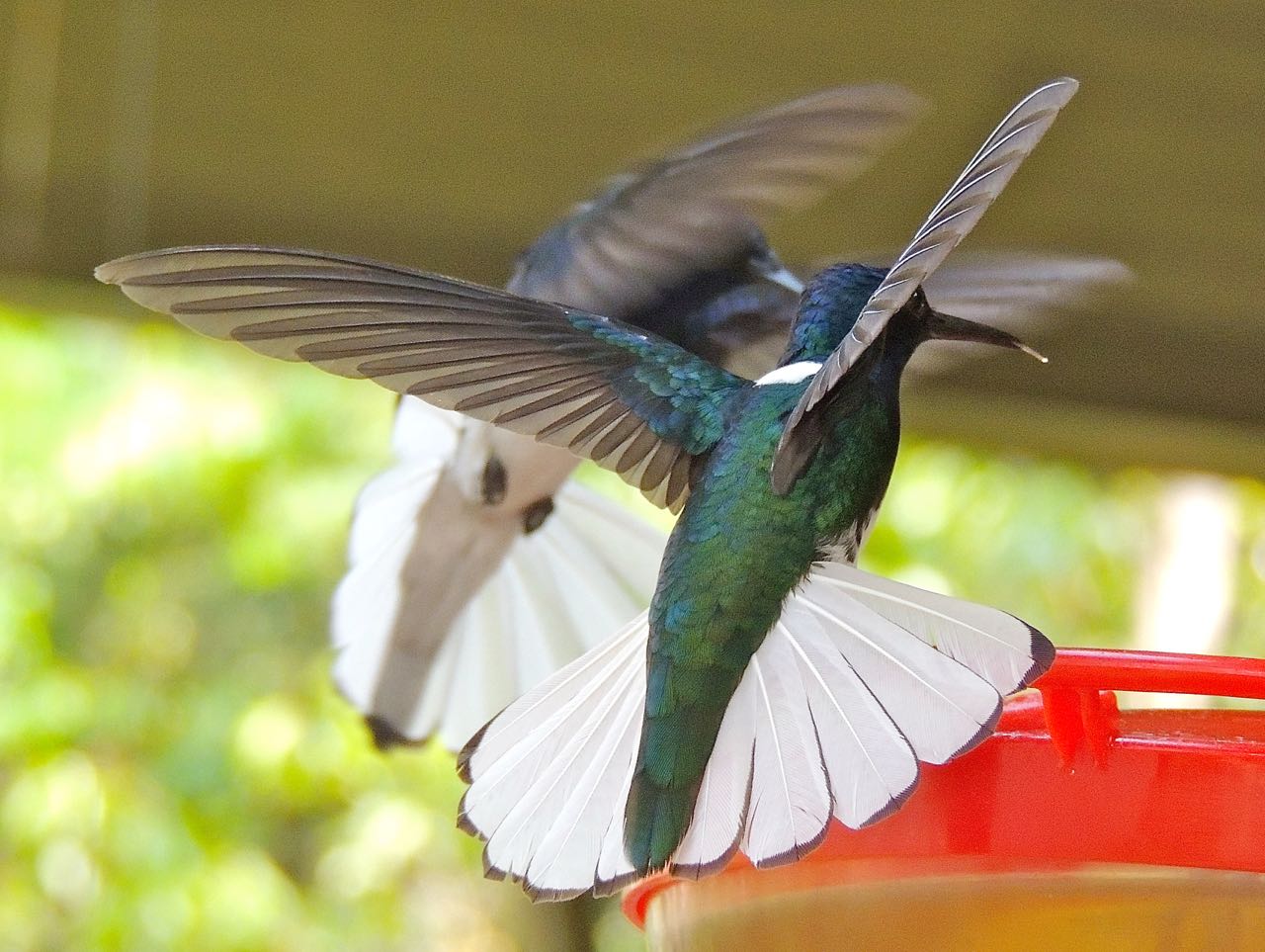 White-necked Jacobin