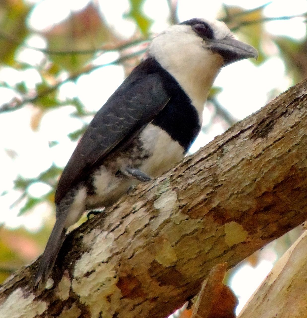 White-necked Puffbird