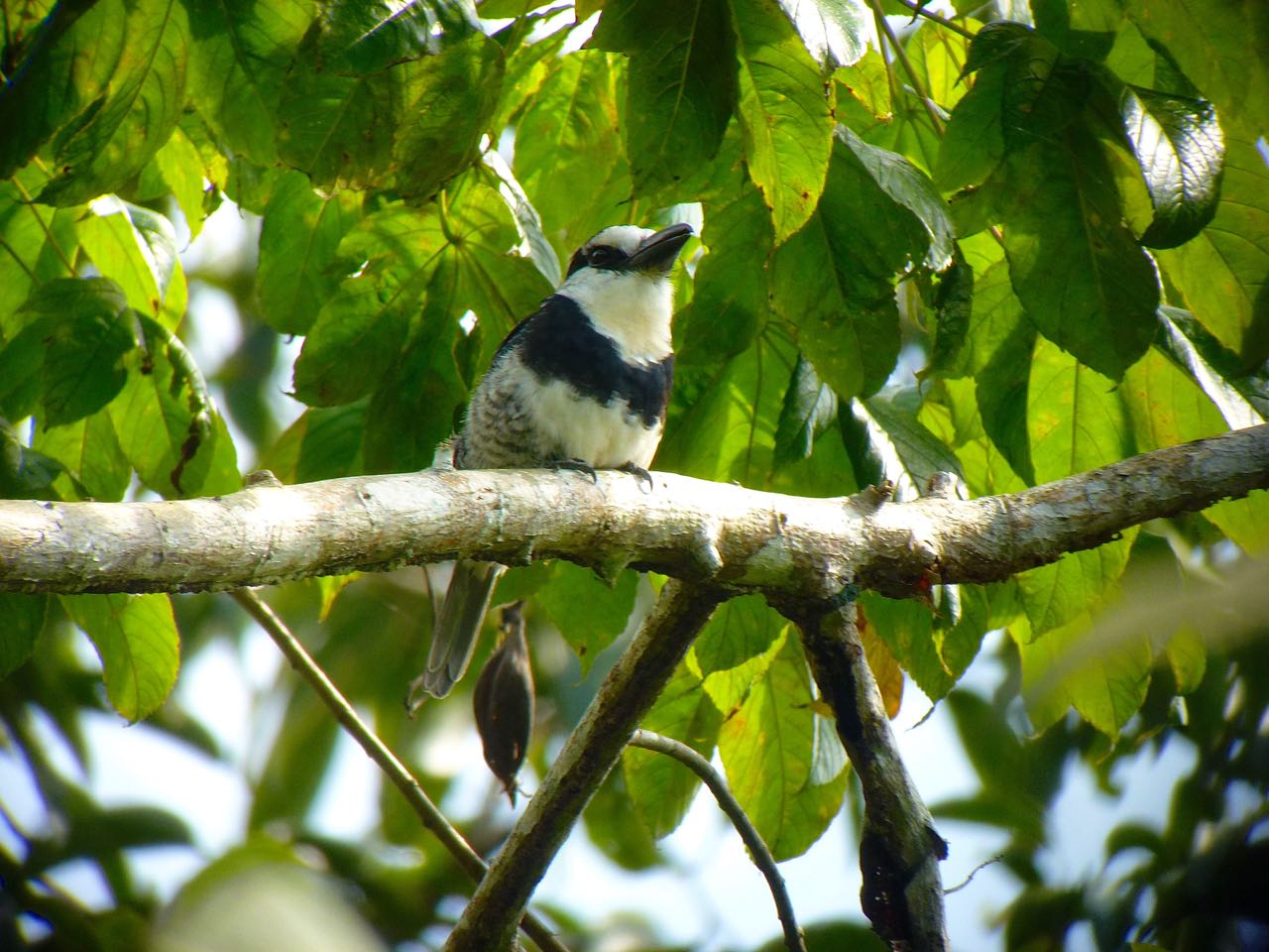 White-necked Puffbird