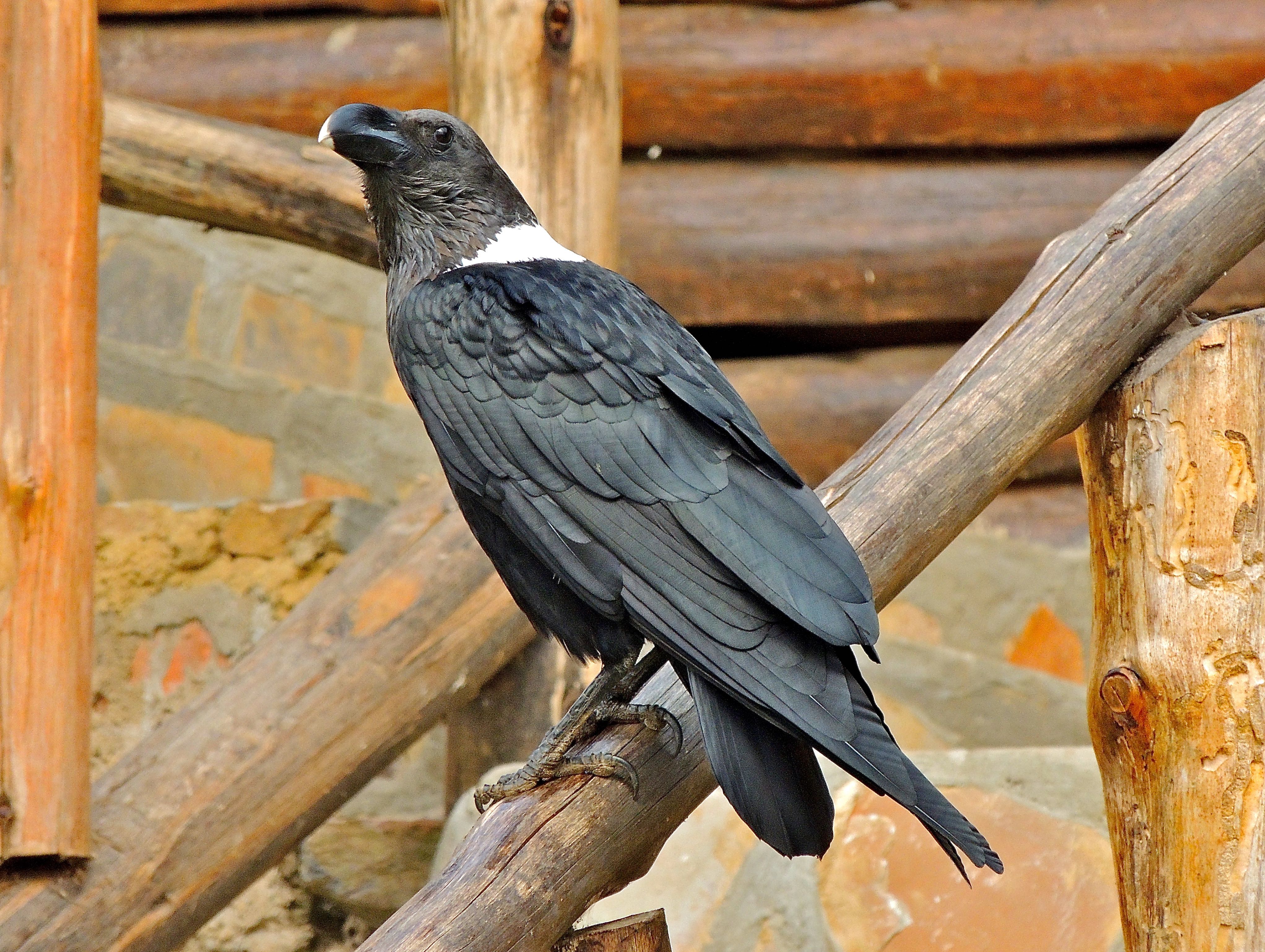 White-necked Raven