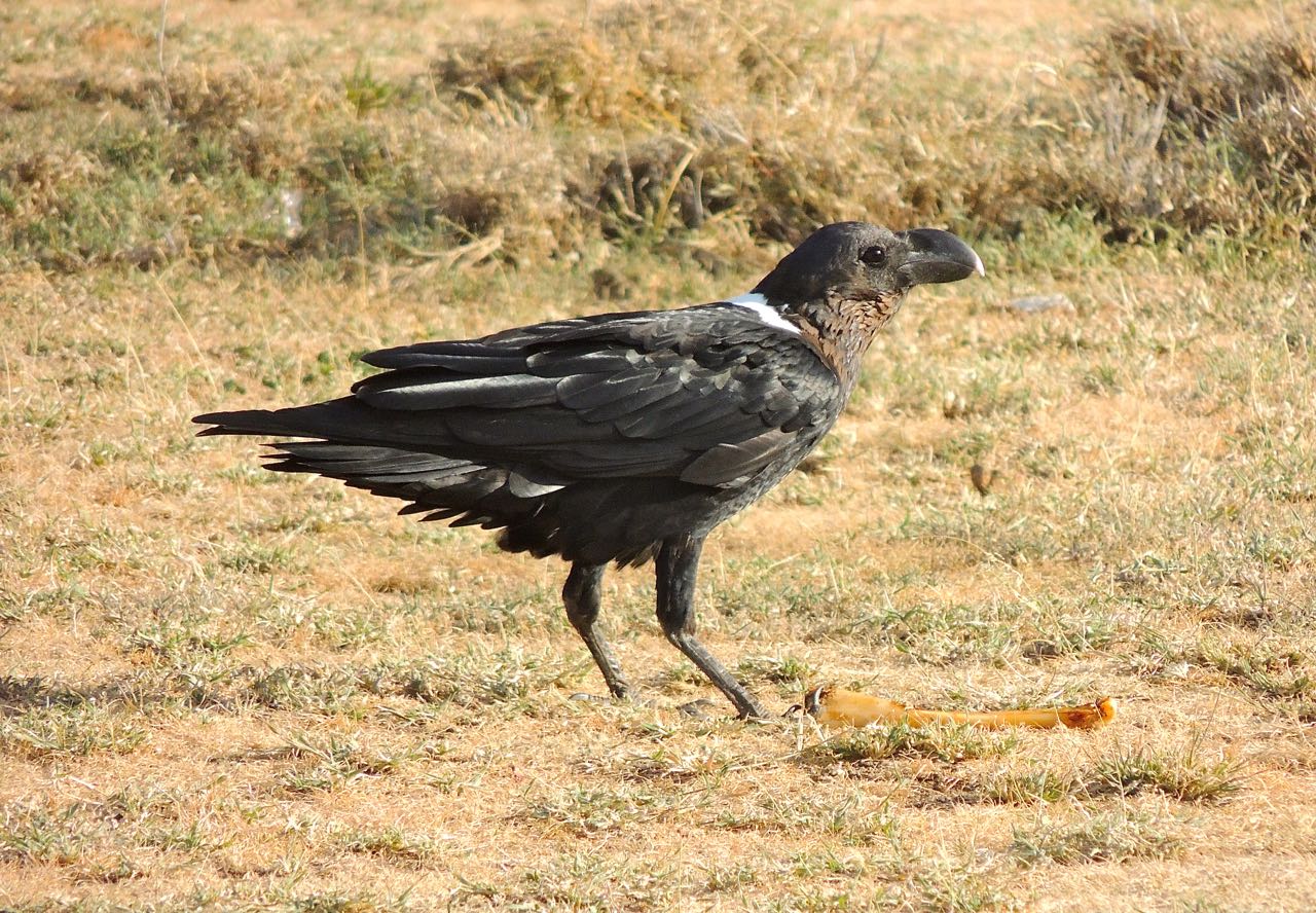 White-necked Raven