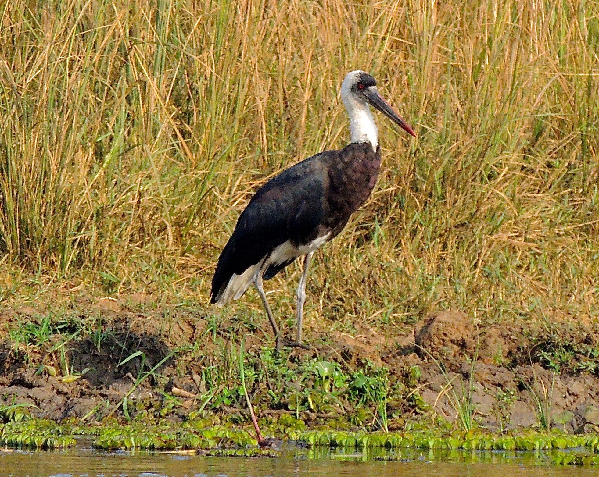 Woolly-necked Stork