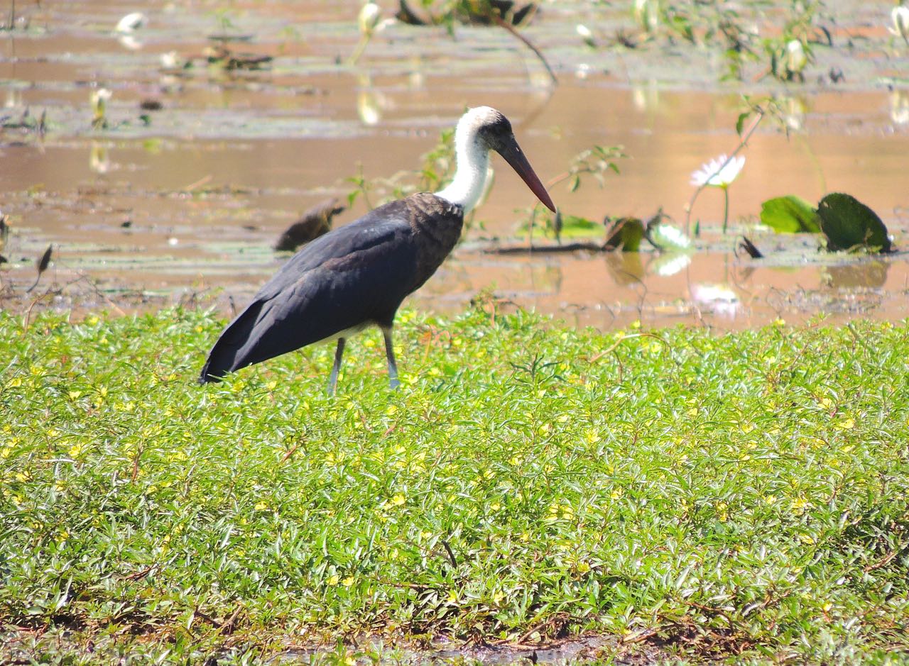 Woolly-necked Stork