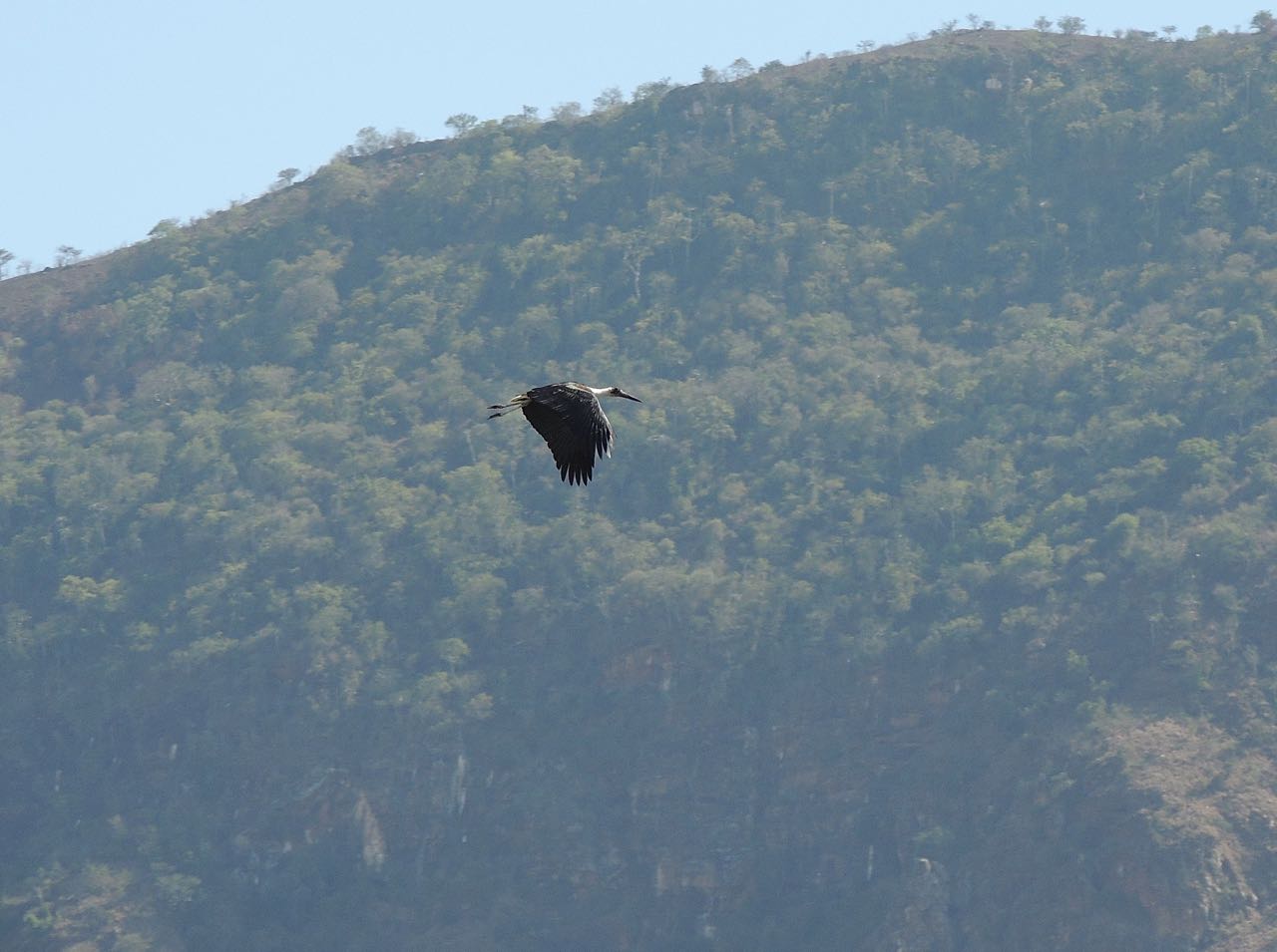 Woolly-necked Stork