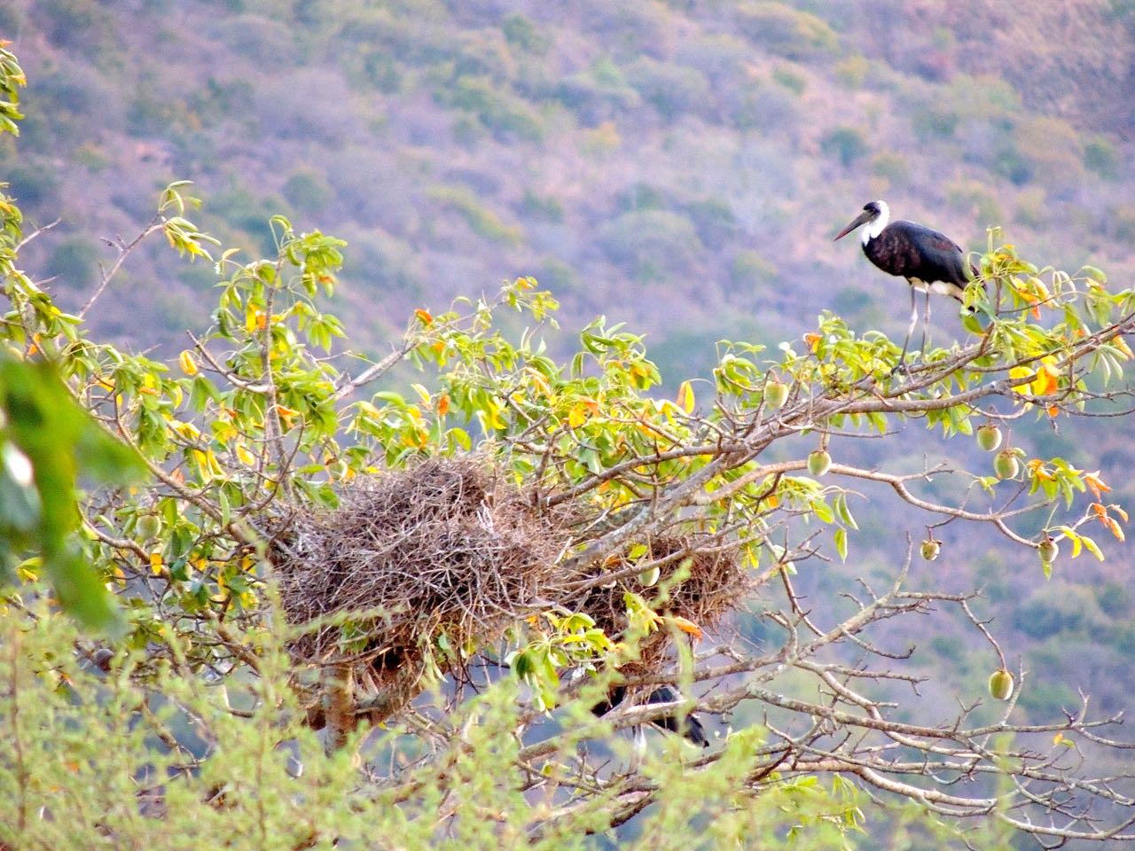 Woolly-necked Stork