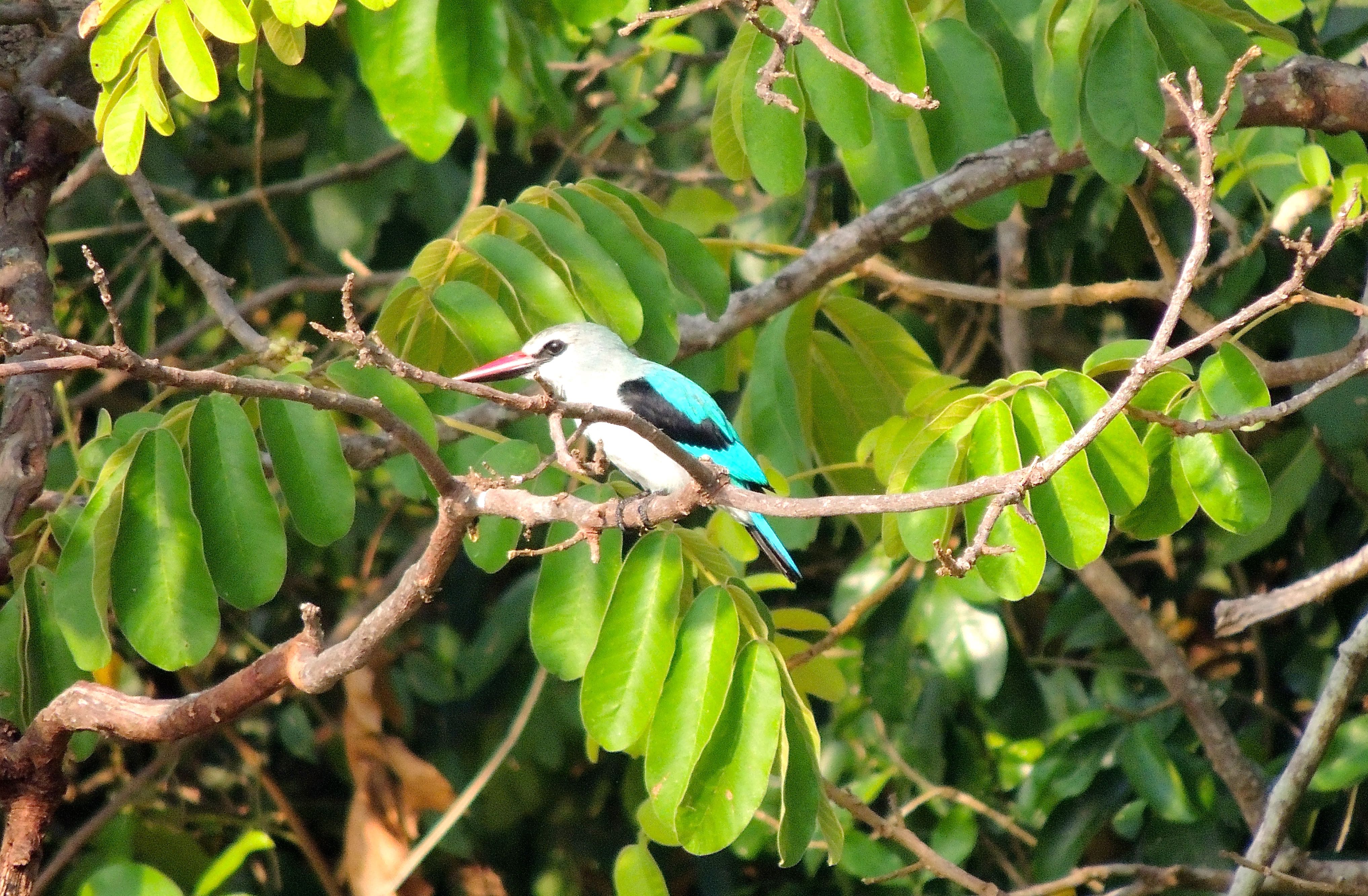 Woodland Kingfisher