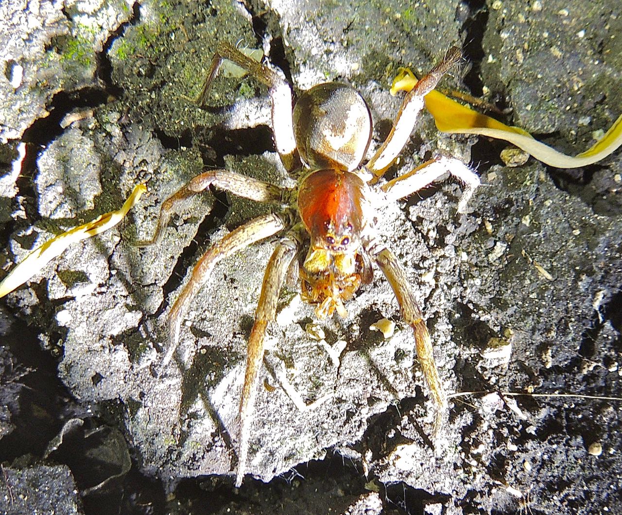 Wolf Spider