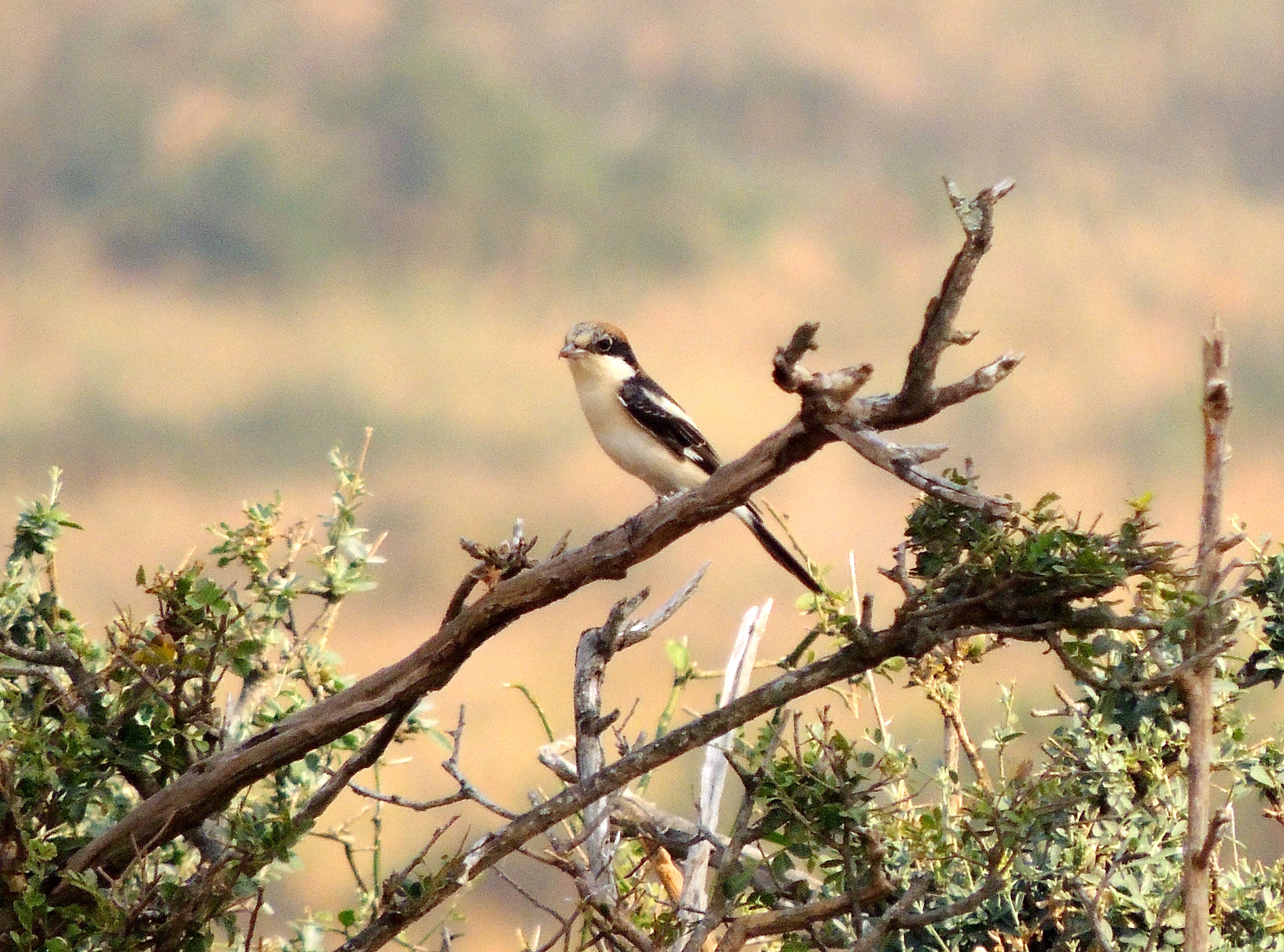 Woodchat Shrike