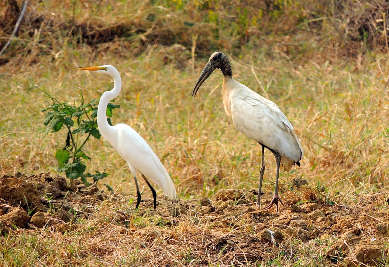 Great Egret and Wood Stork