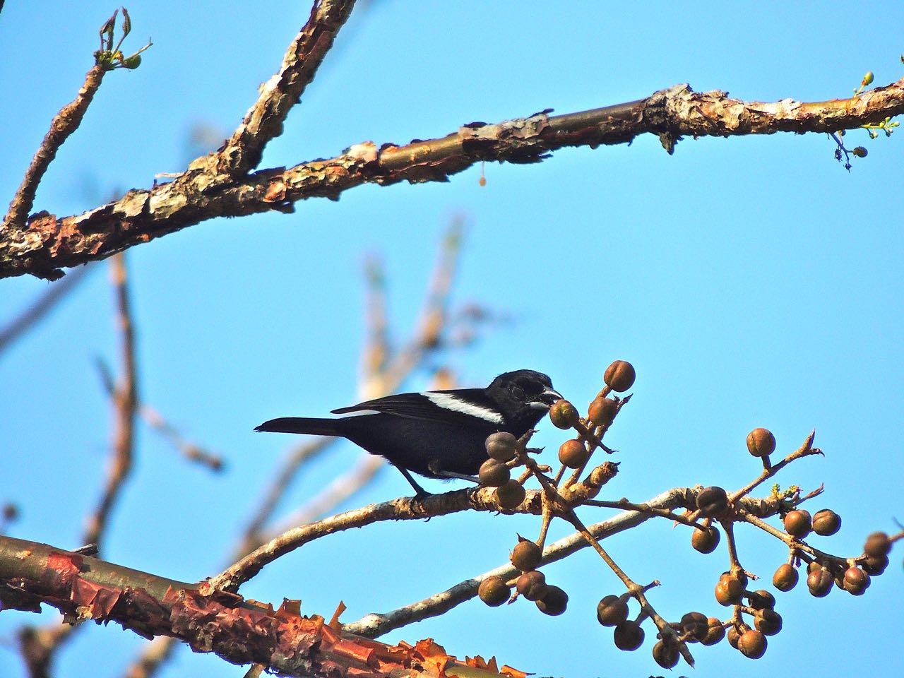 White-shouldered Tanager