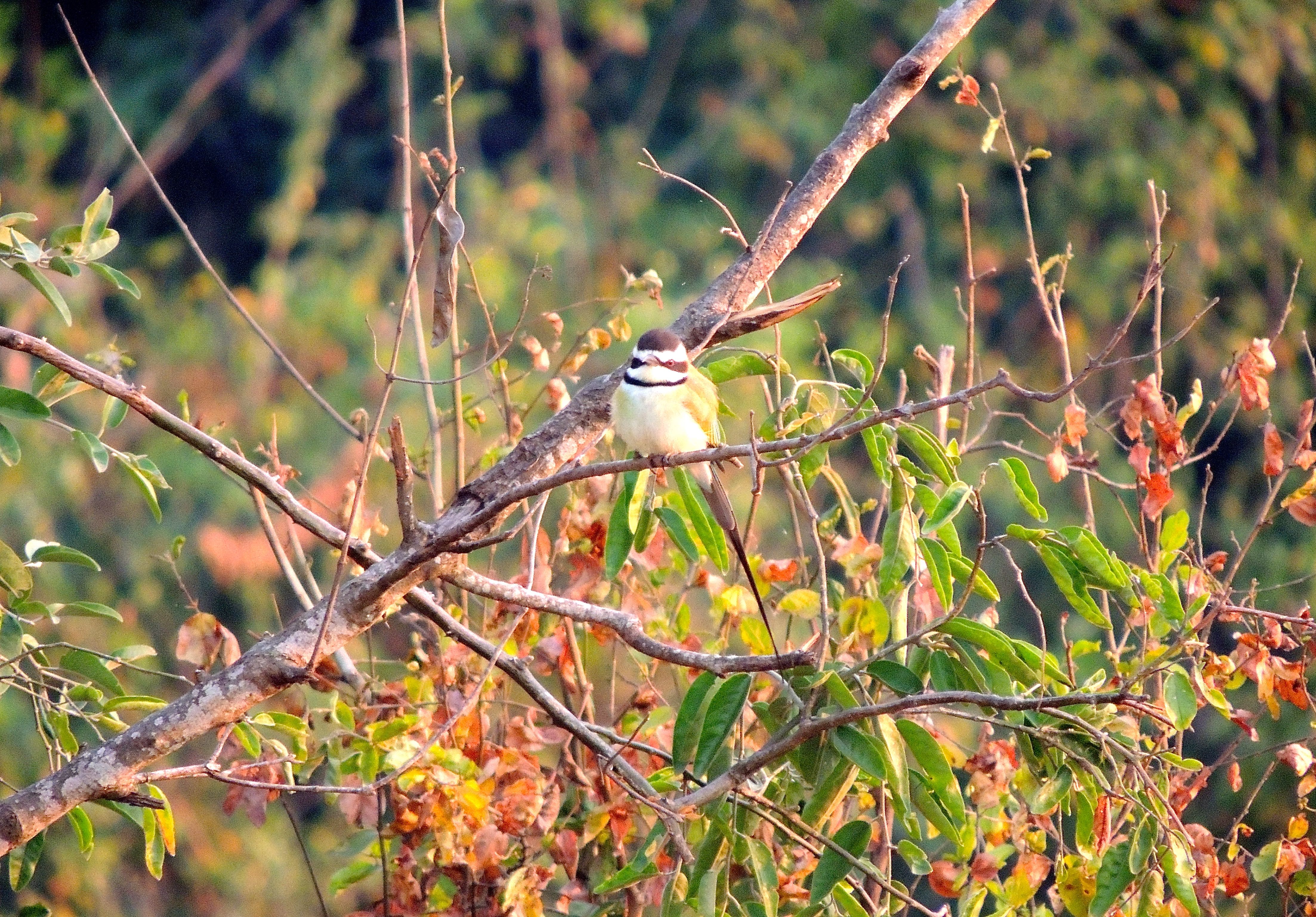 White-throated Bee-eater