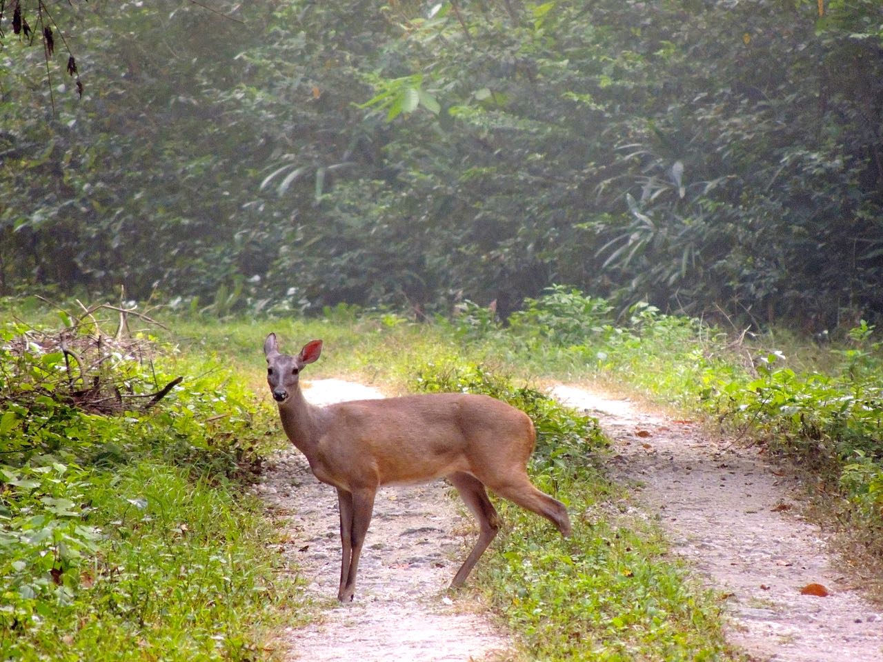 White-tailed Deer