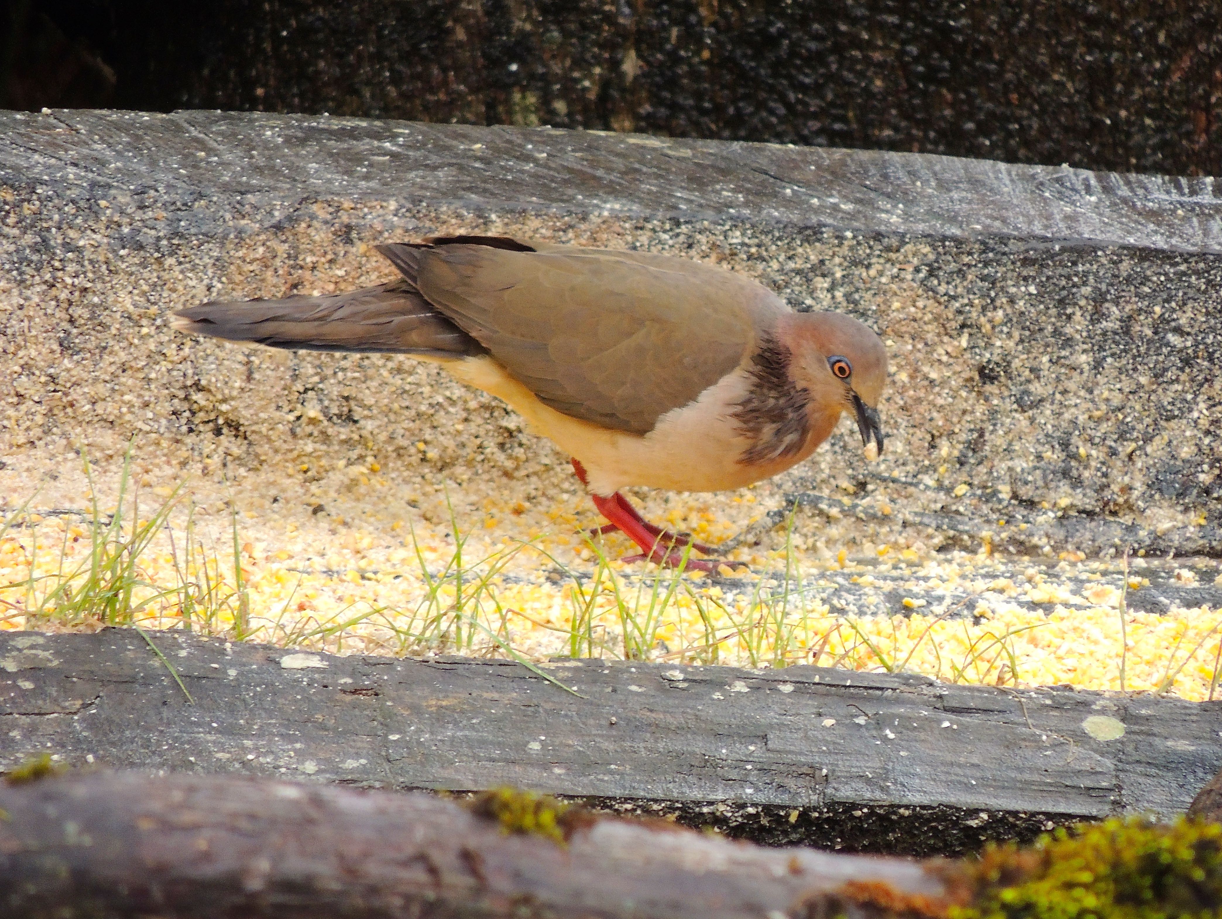 White-tipped Dove