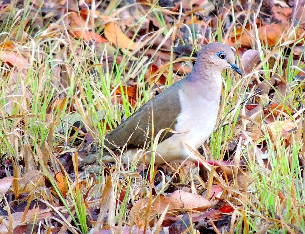 White-tipped Dove