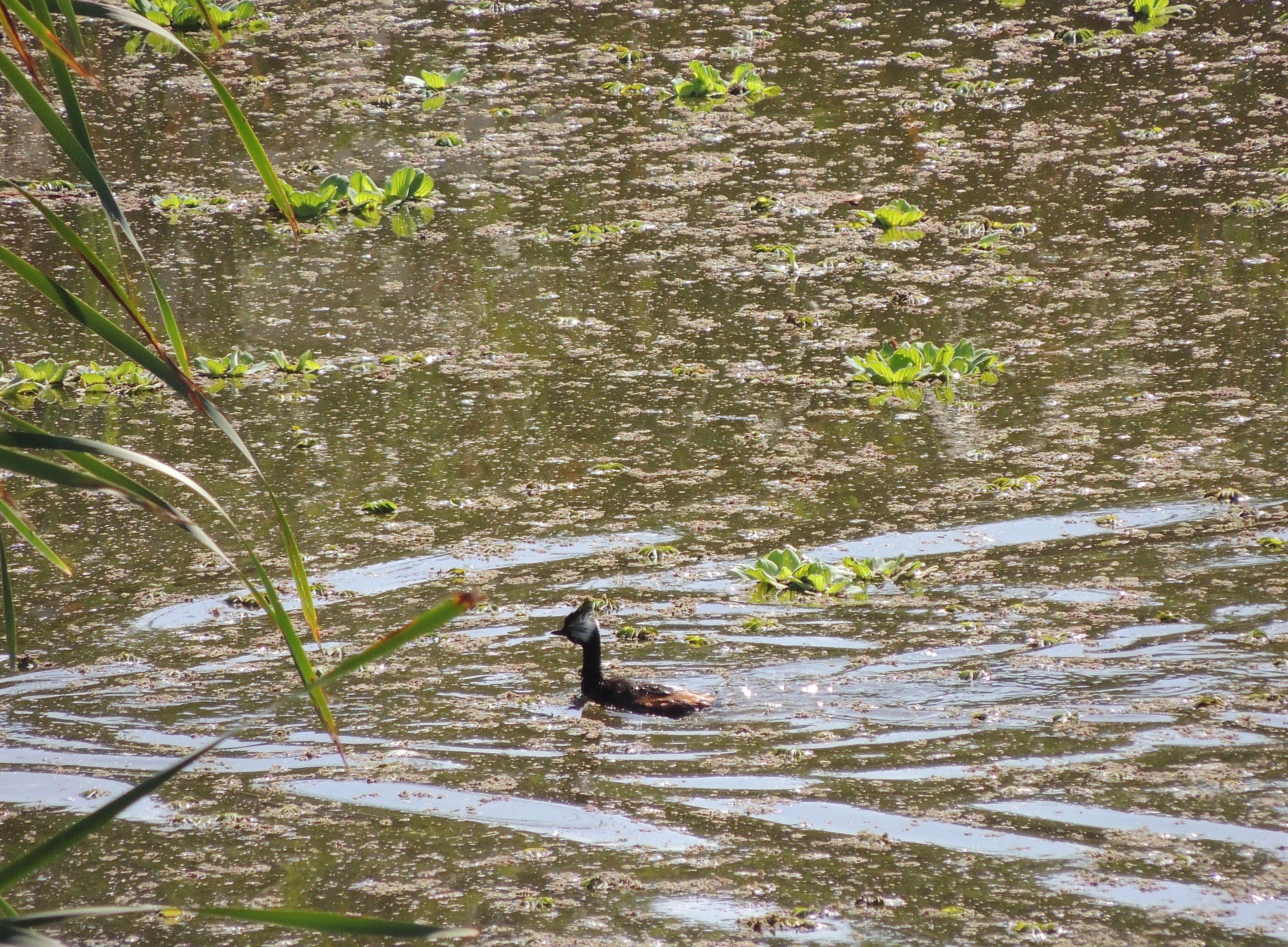 White-tufted Grebe