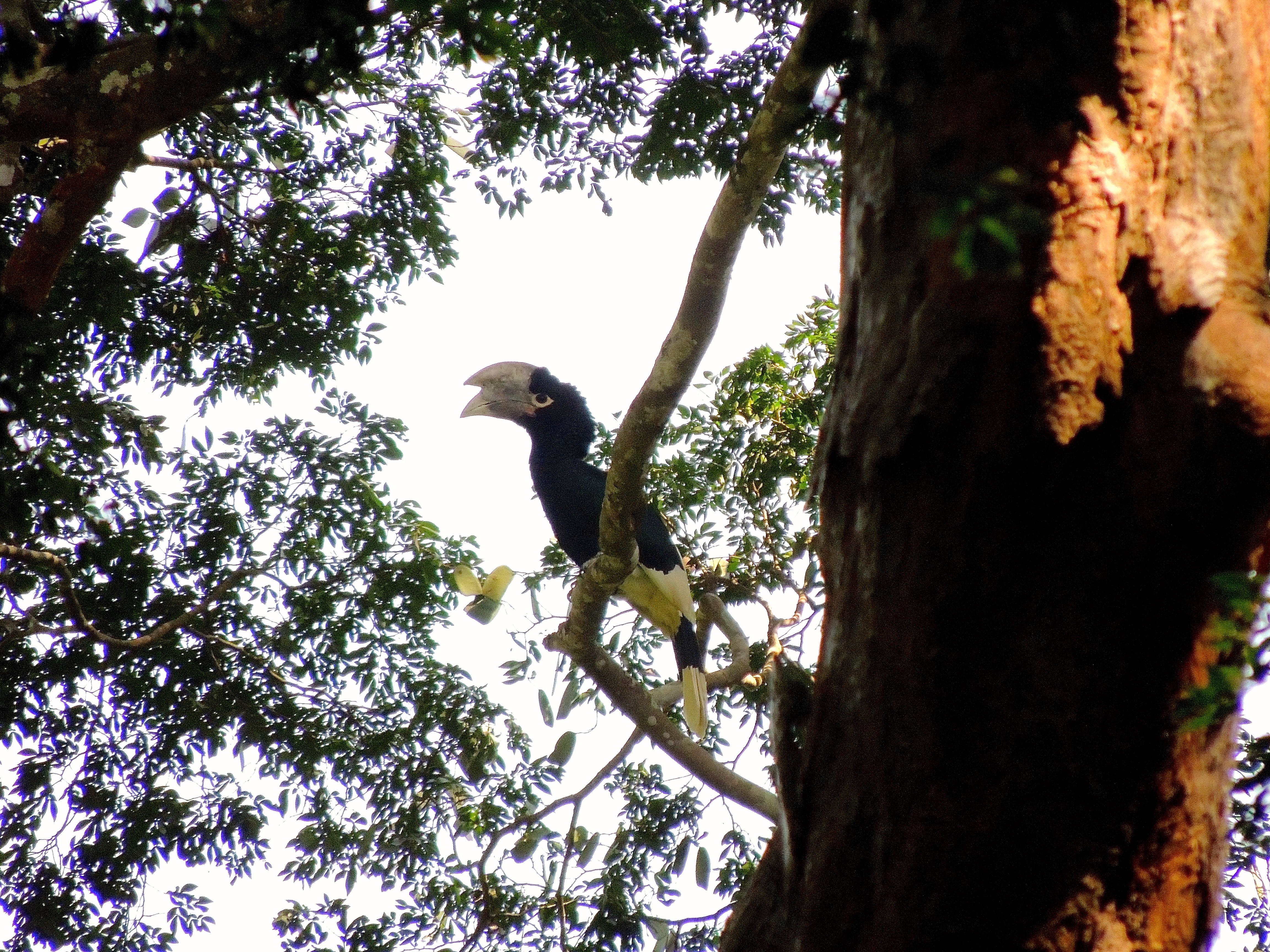 White-thighed Hornbill