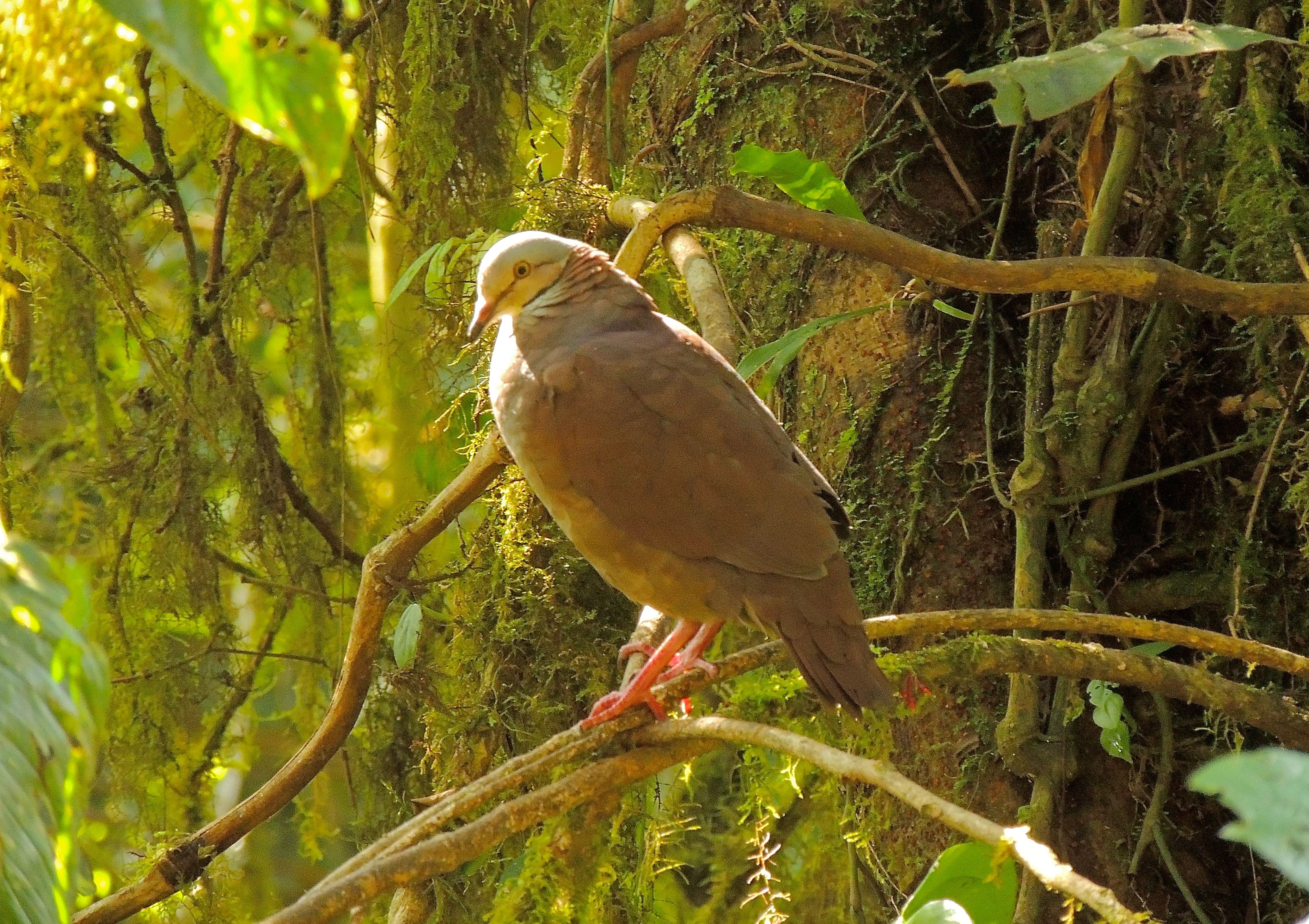 White-throated Quail-Doves