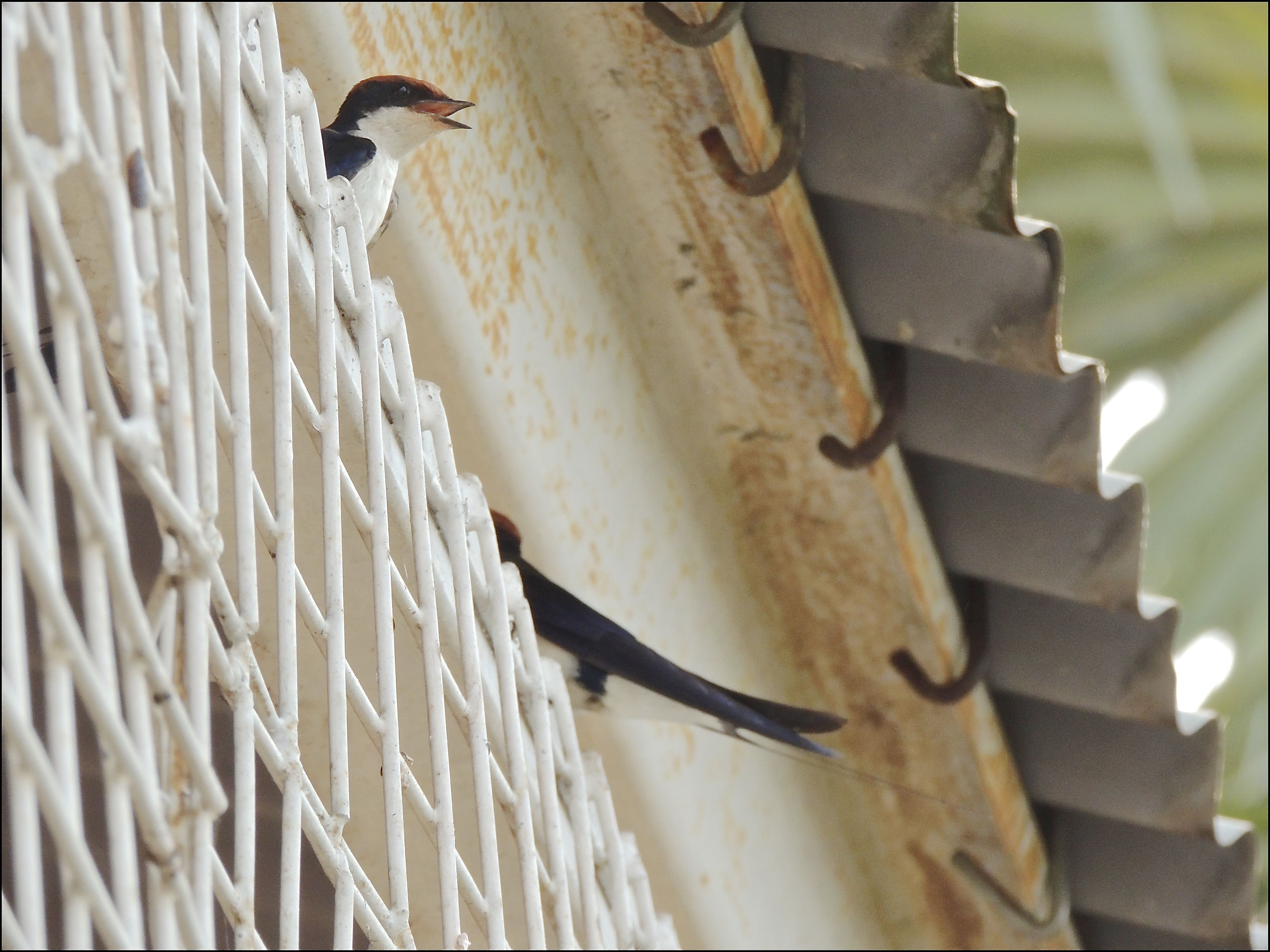 Wire-tailed Swallows