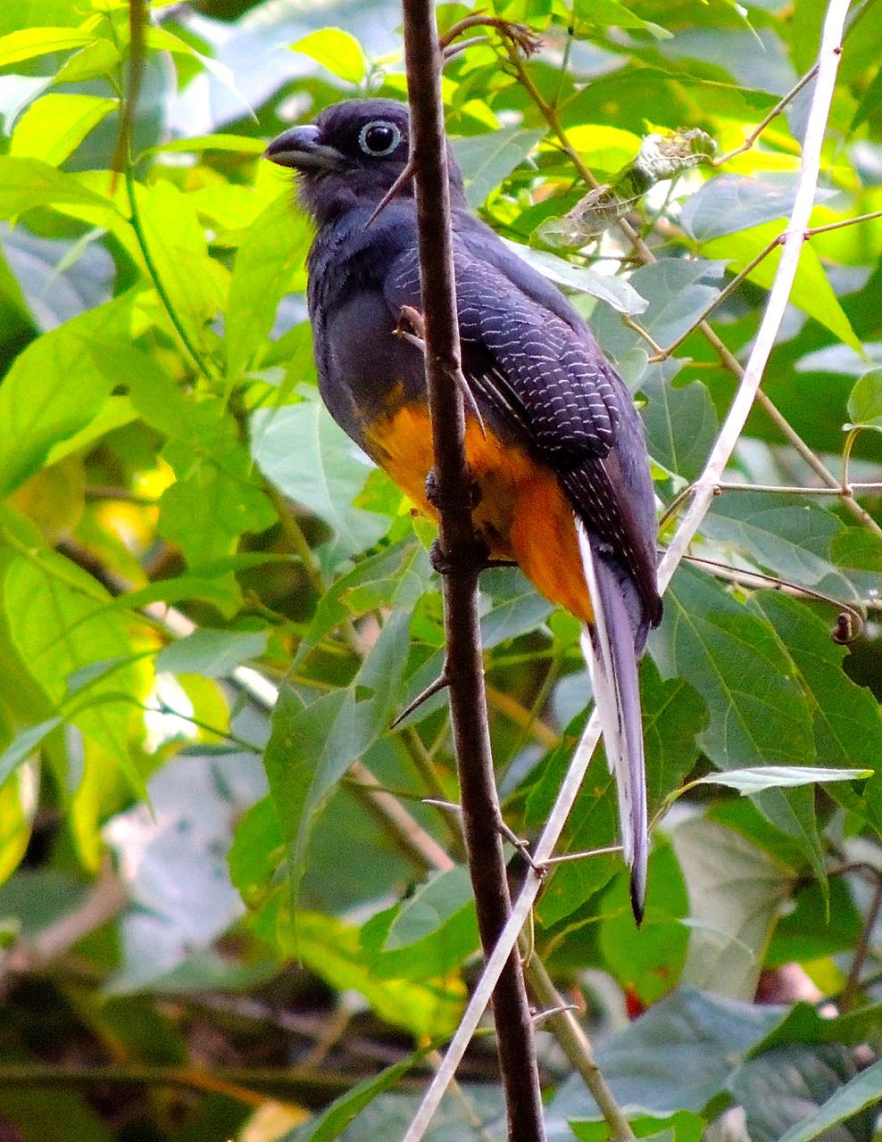 White-tailed Trogon