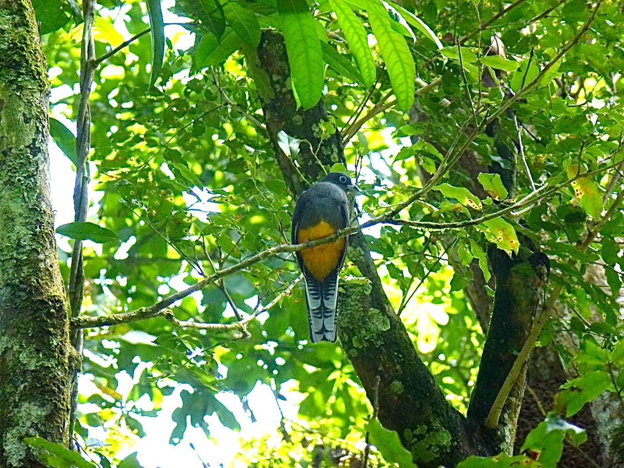 White-tailed Trogon