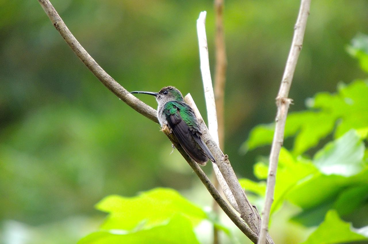 White-vented Plumeleteer