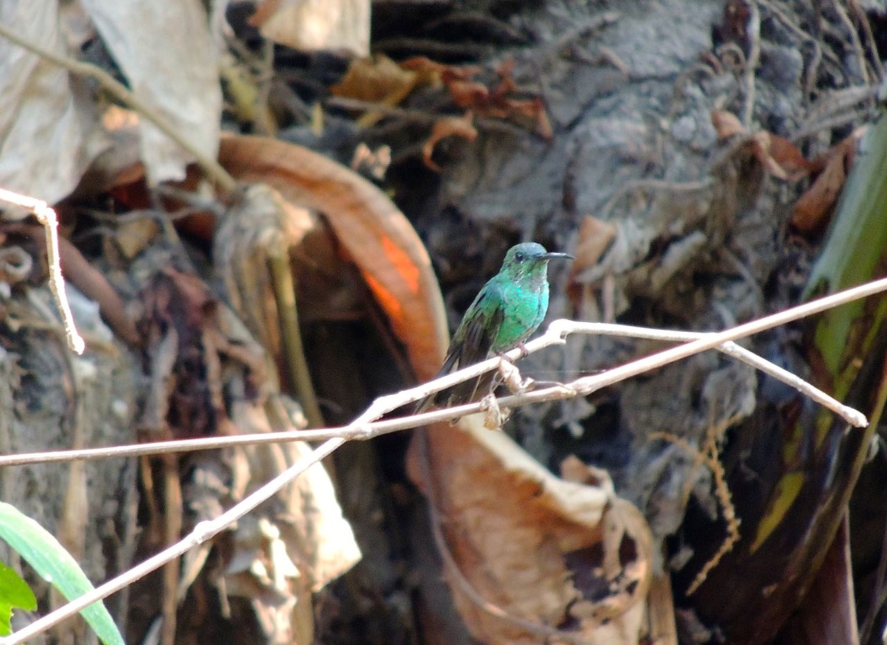 White-vented Plumeleteer