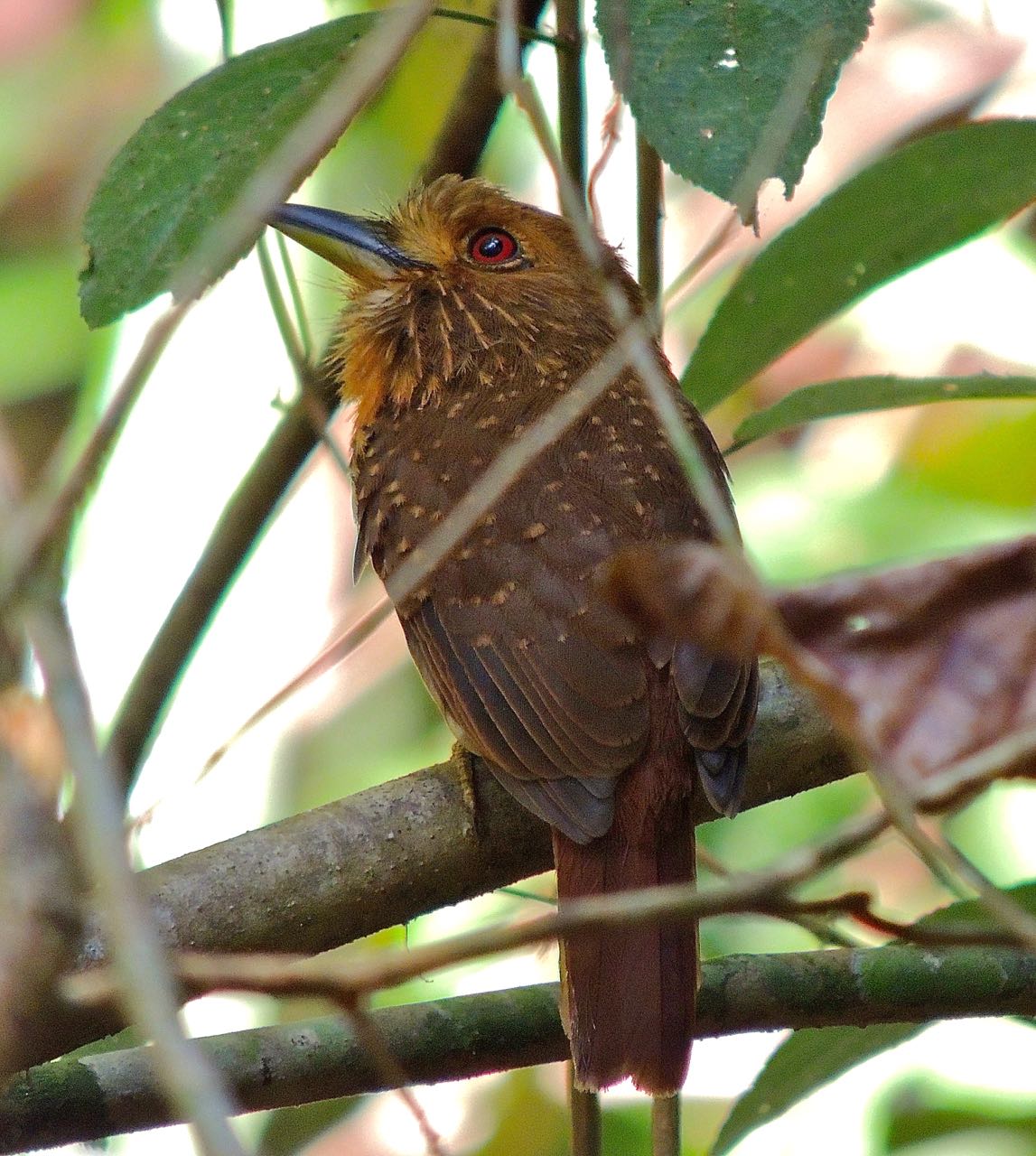 White-whiskered Puffbird