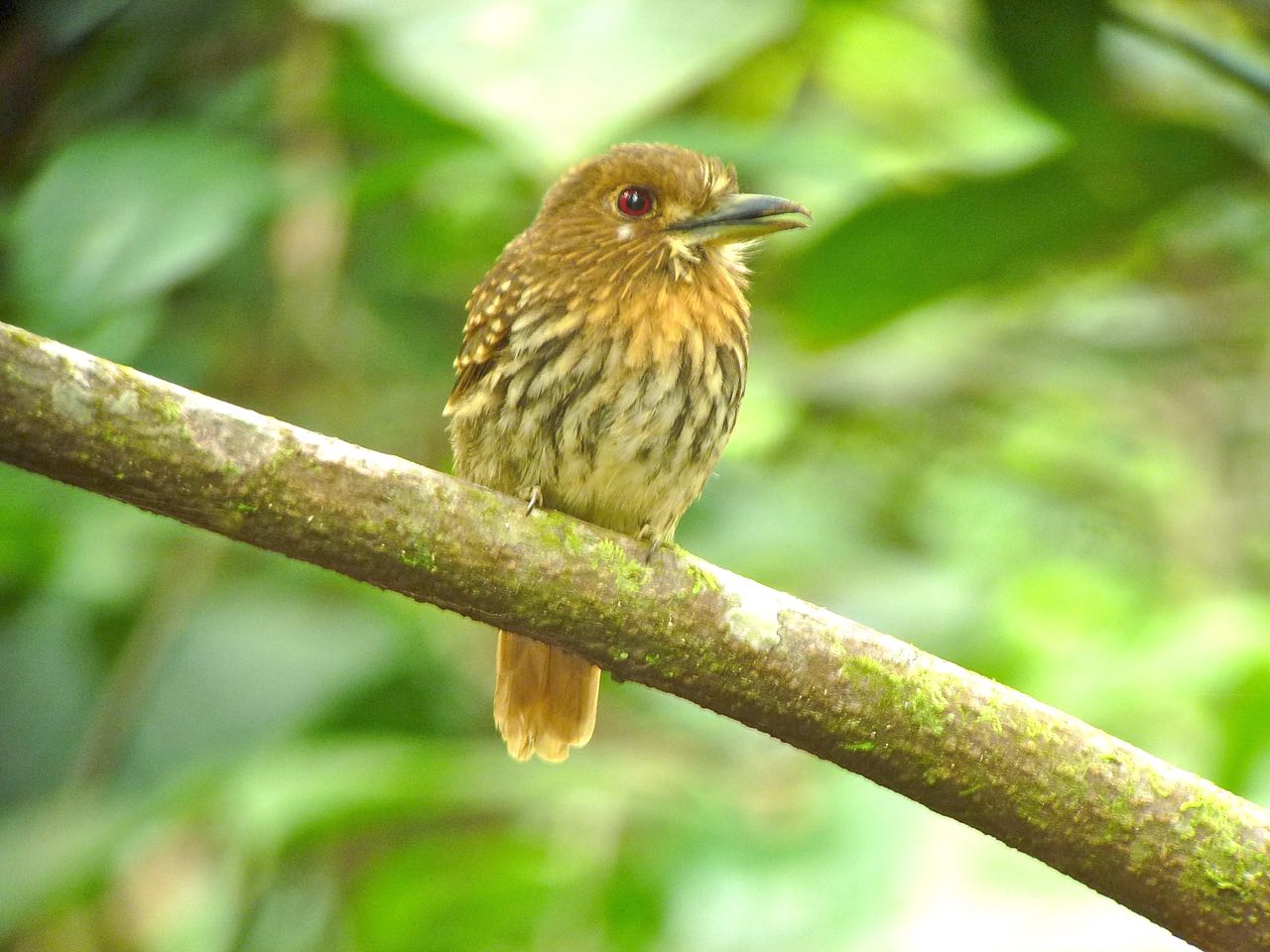 White-whiskered Puffbird