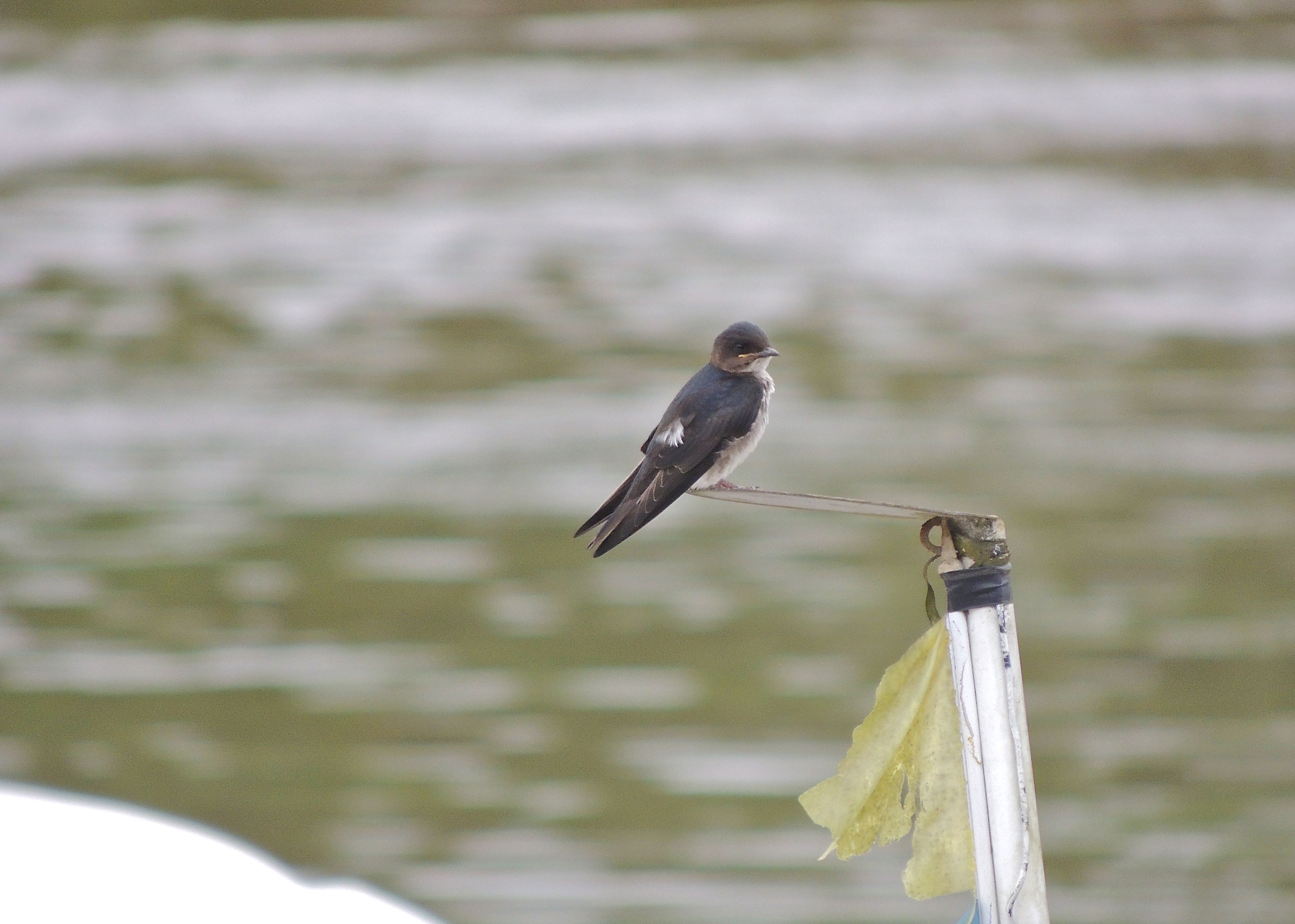 White-winged Swallow