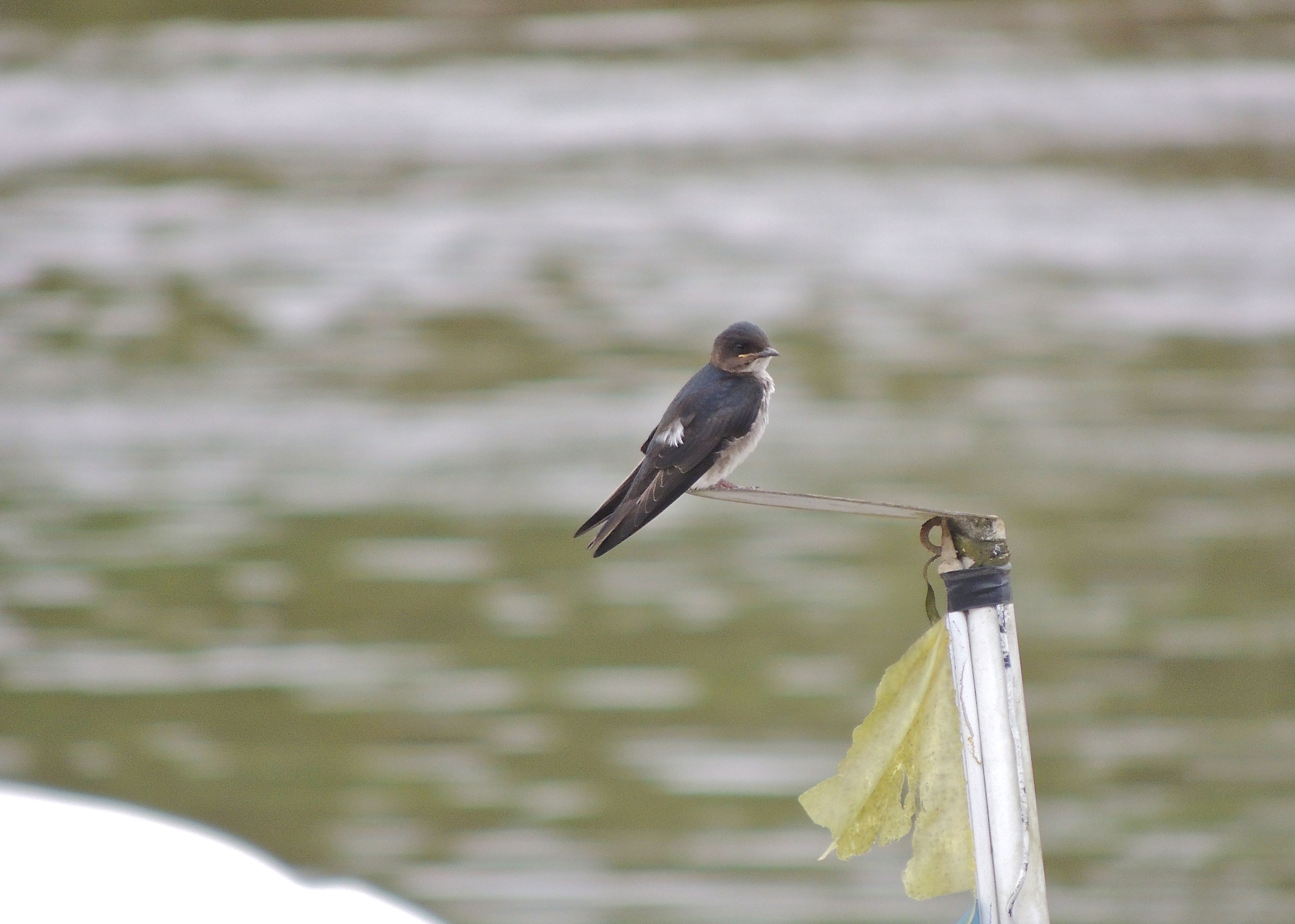 White-winged Swallow