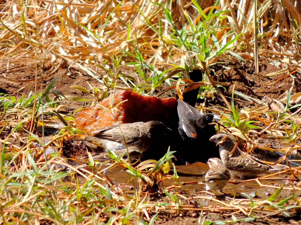 Bulbul, White-winged Widowbird, Quelias