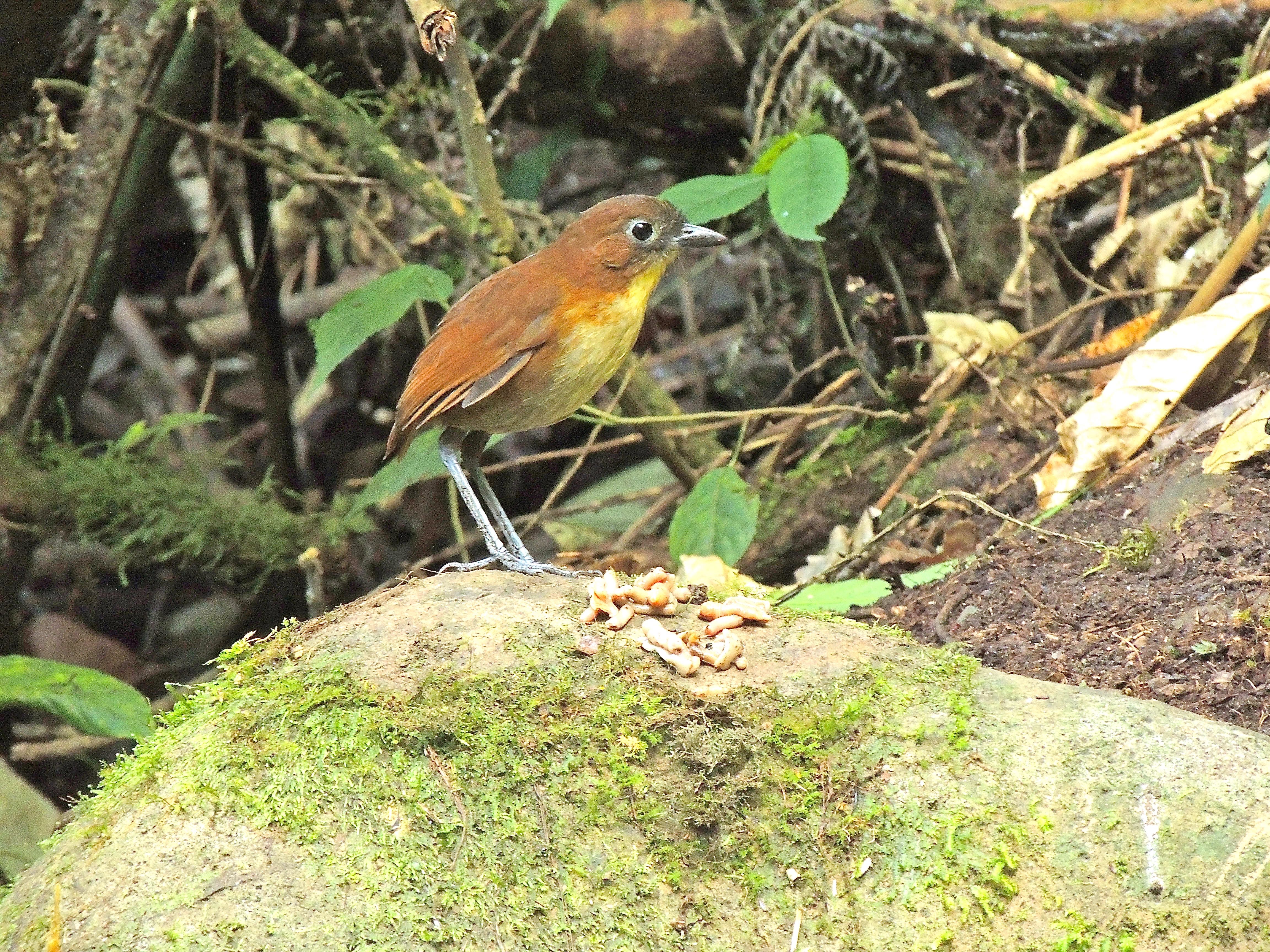 Yellow-breasted Antpitta