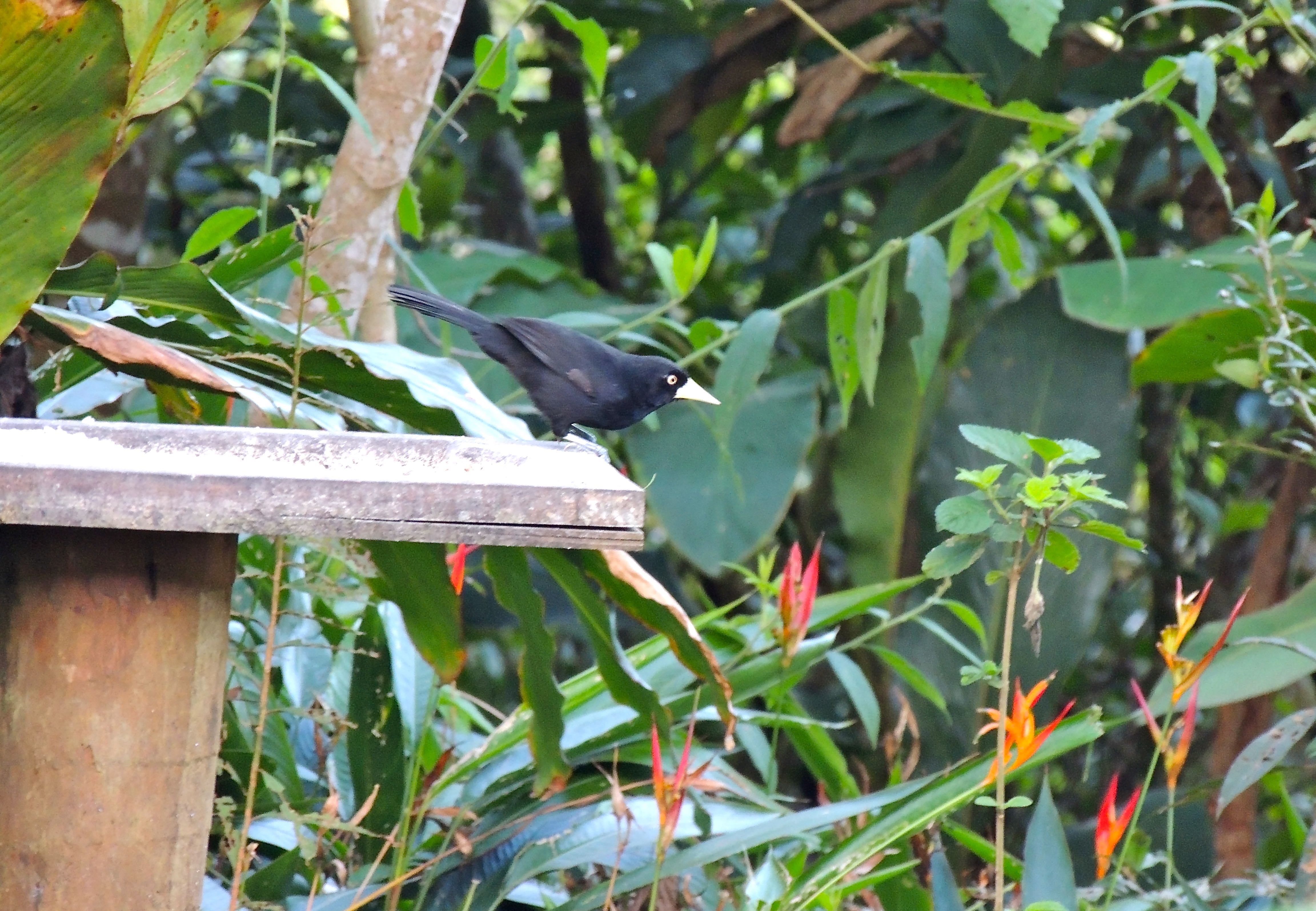 Yellow-billed Cacique