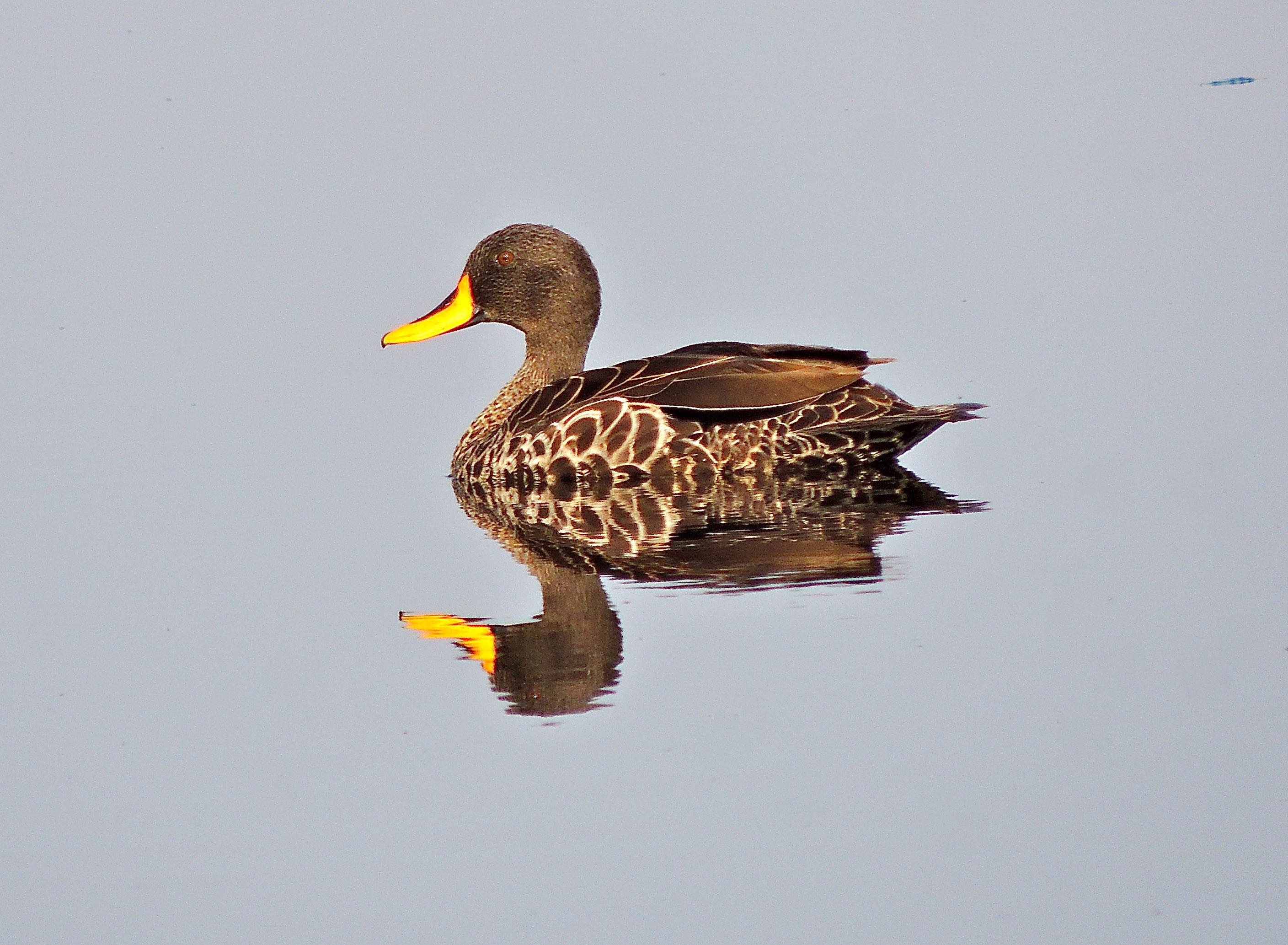 Yellow-billed Duck