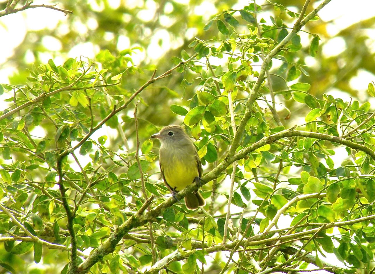 Yellow-bellied Elaenia