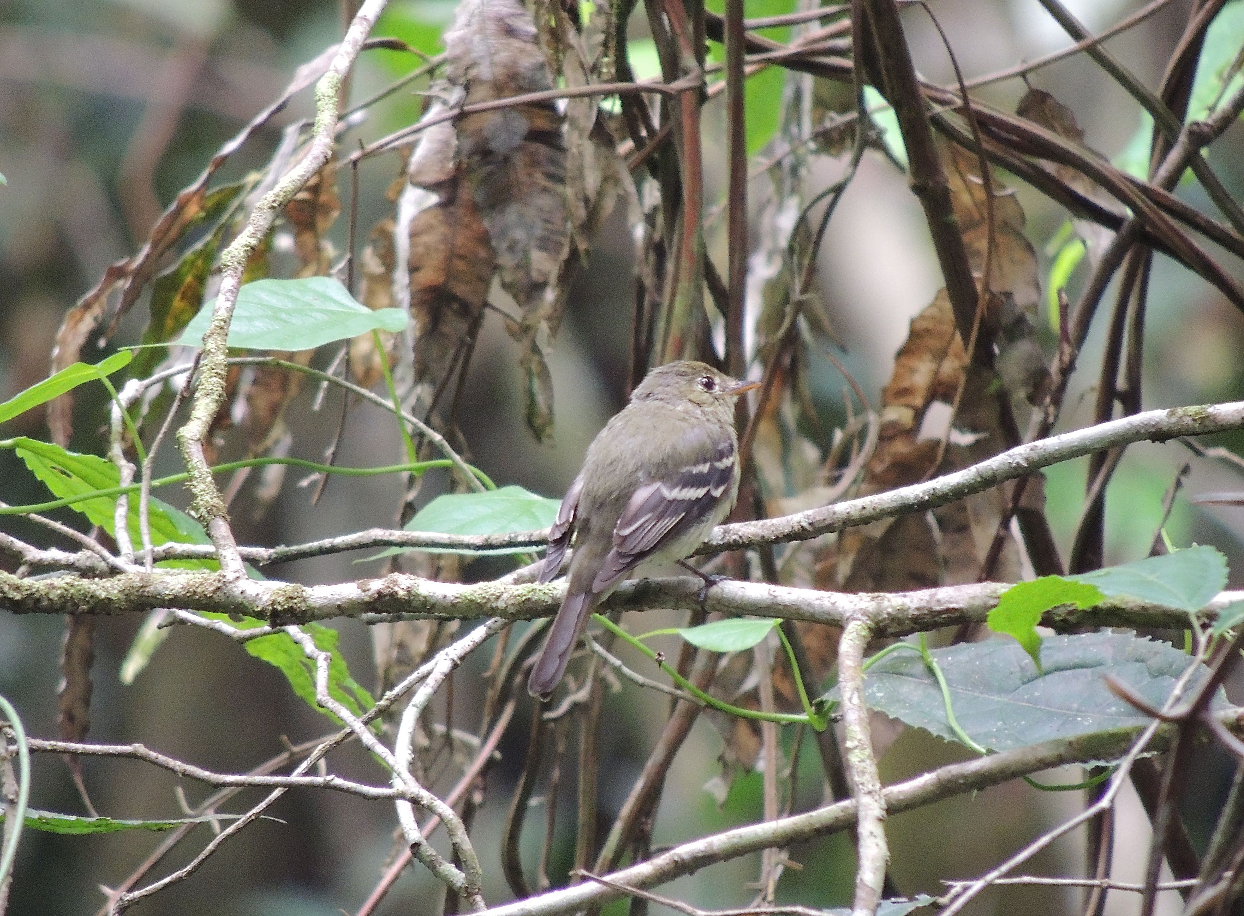 Yellow-bellied Flycatcher