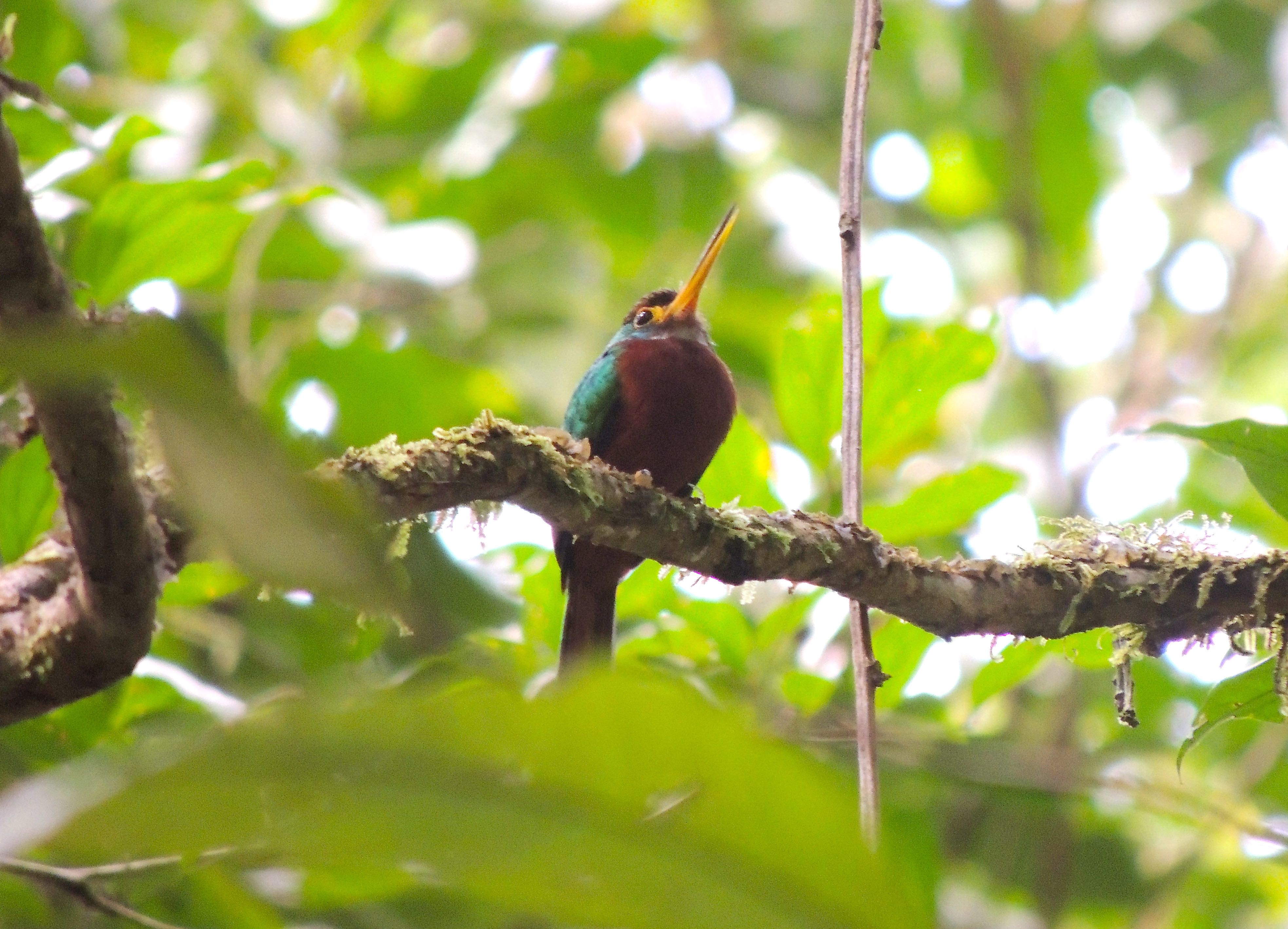 Yellow-billed Jacamar