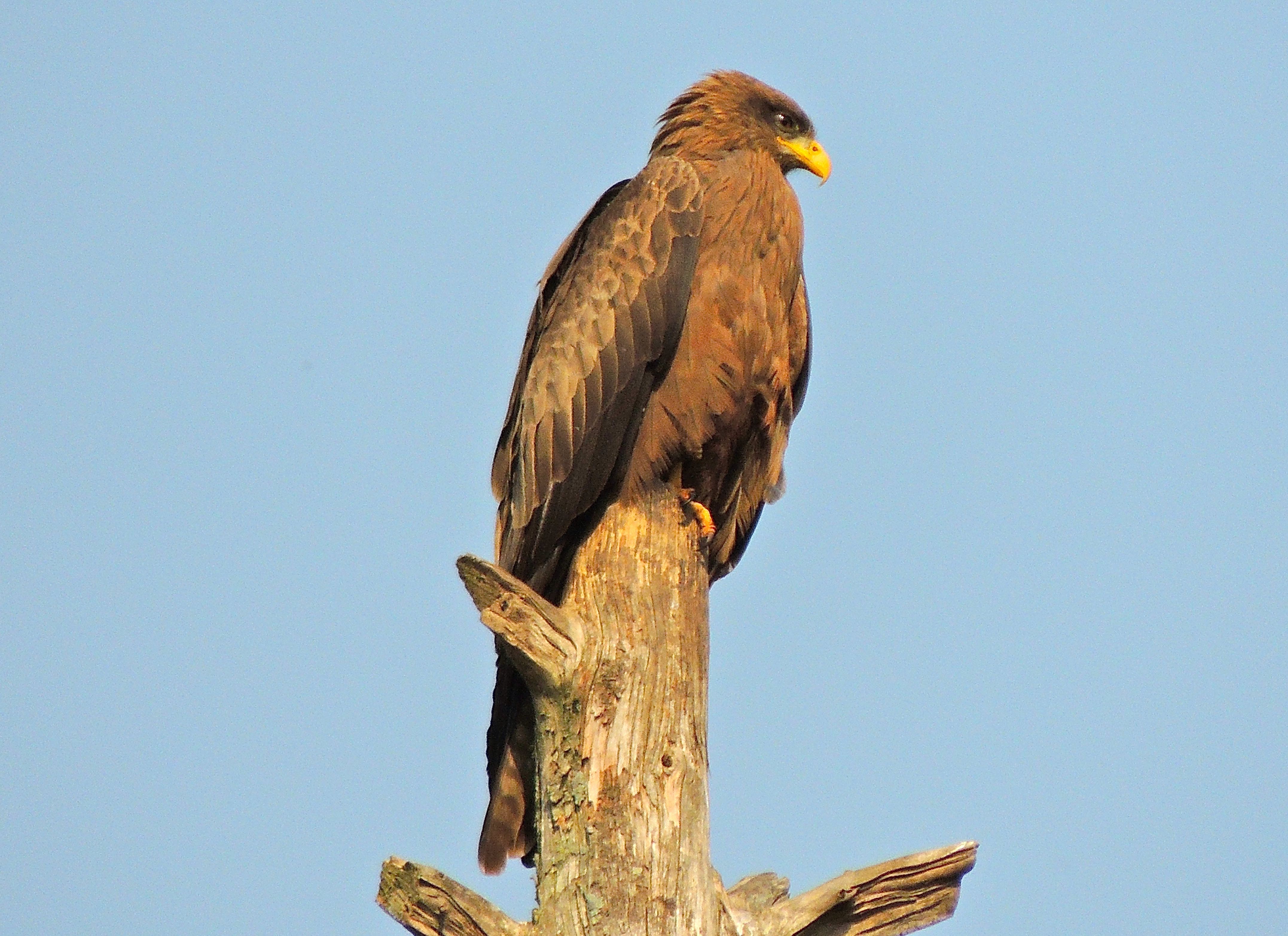 Yellow-billed Kite