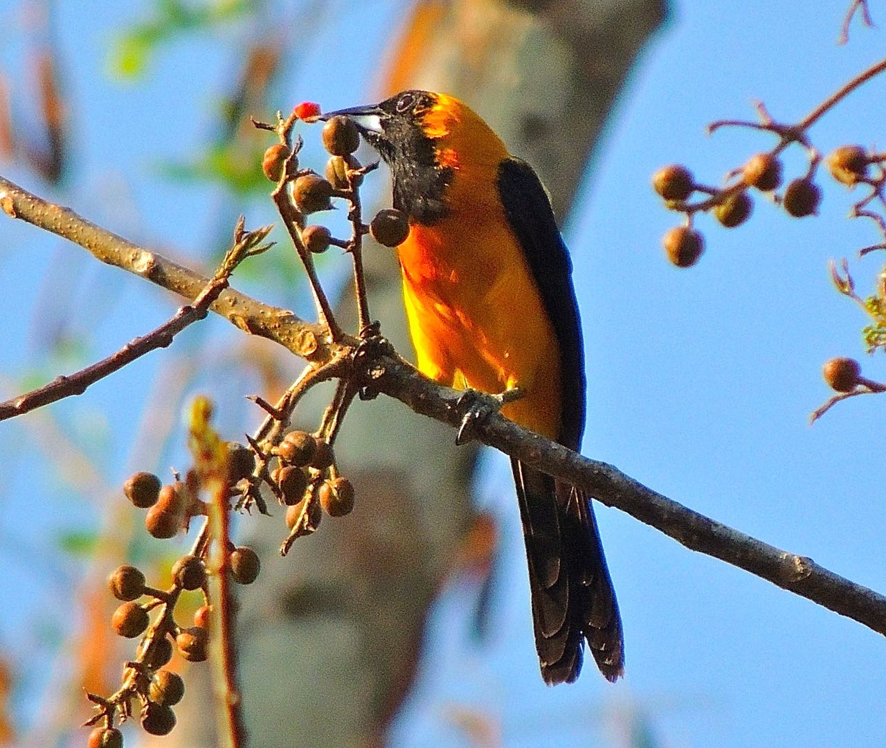 Yellow-backed Oriole