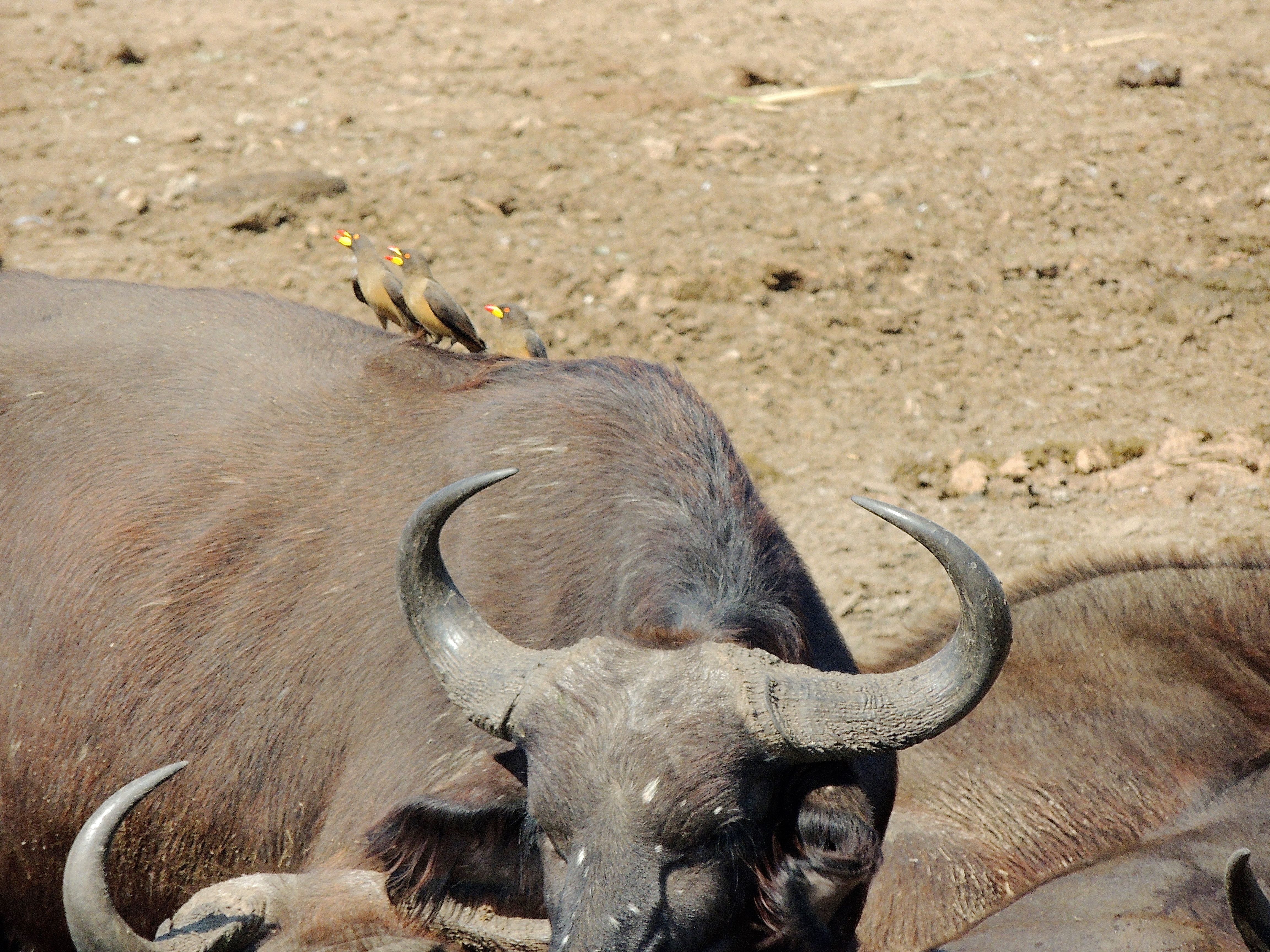 Yellow-billed Oxpeckers