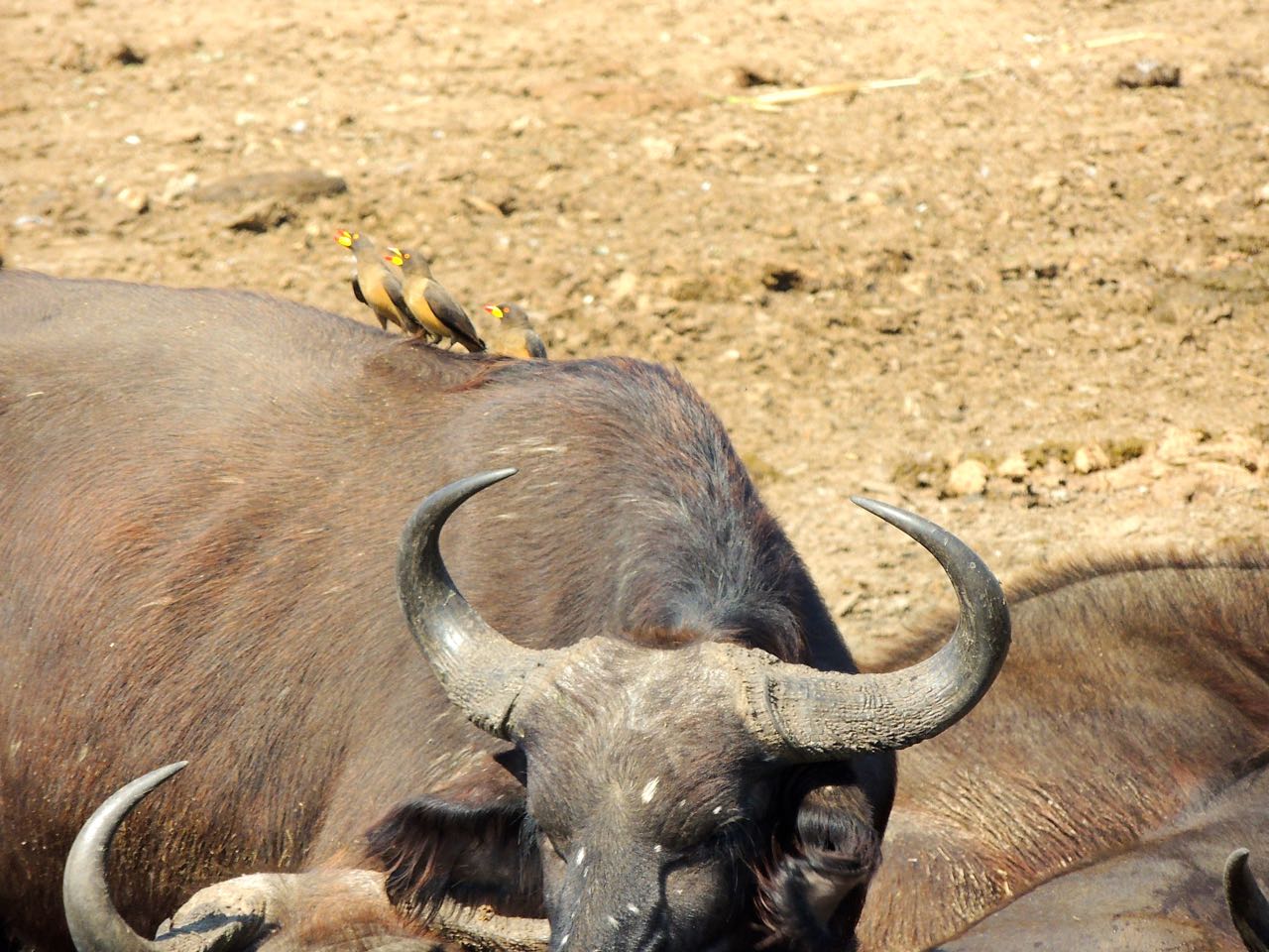 Yellow-billed Oxpeckers