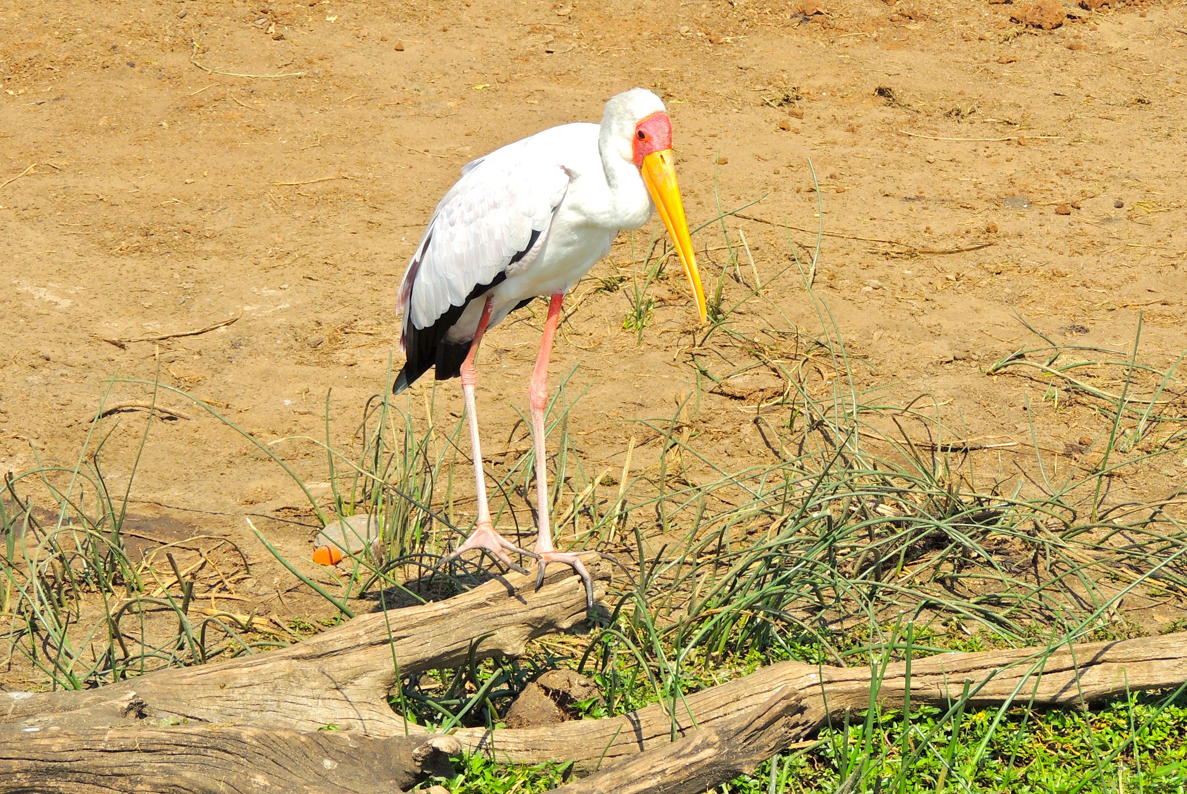 Yellow-billed Stork