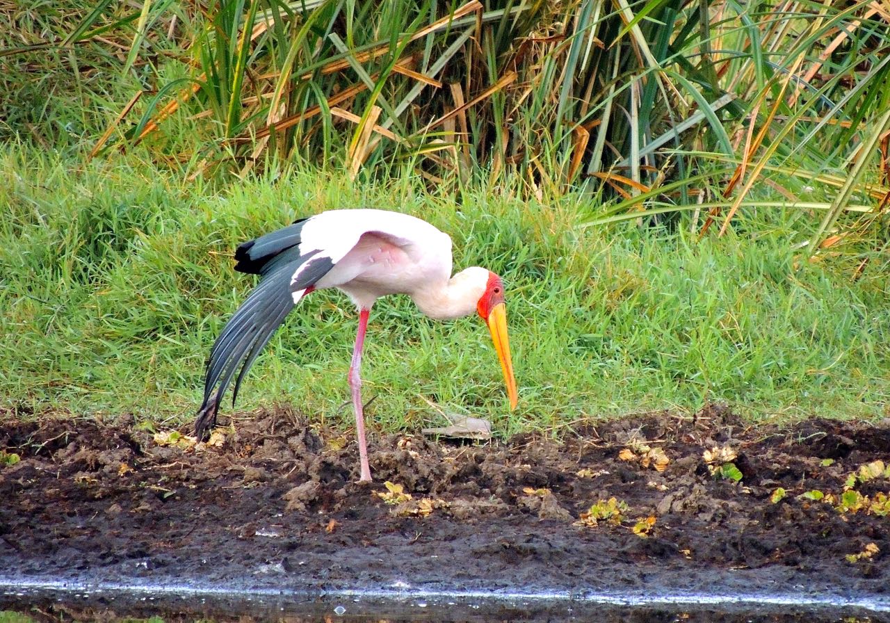 Yellow-billed Stork