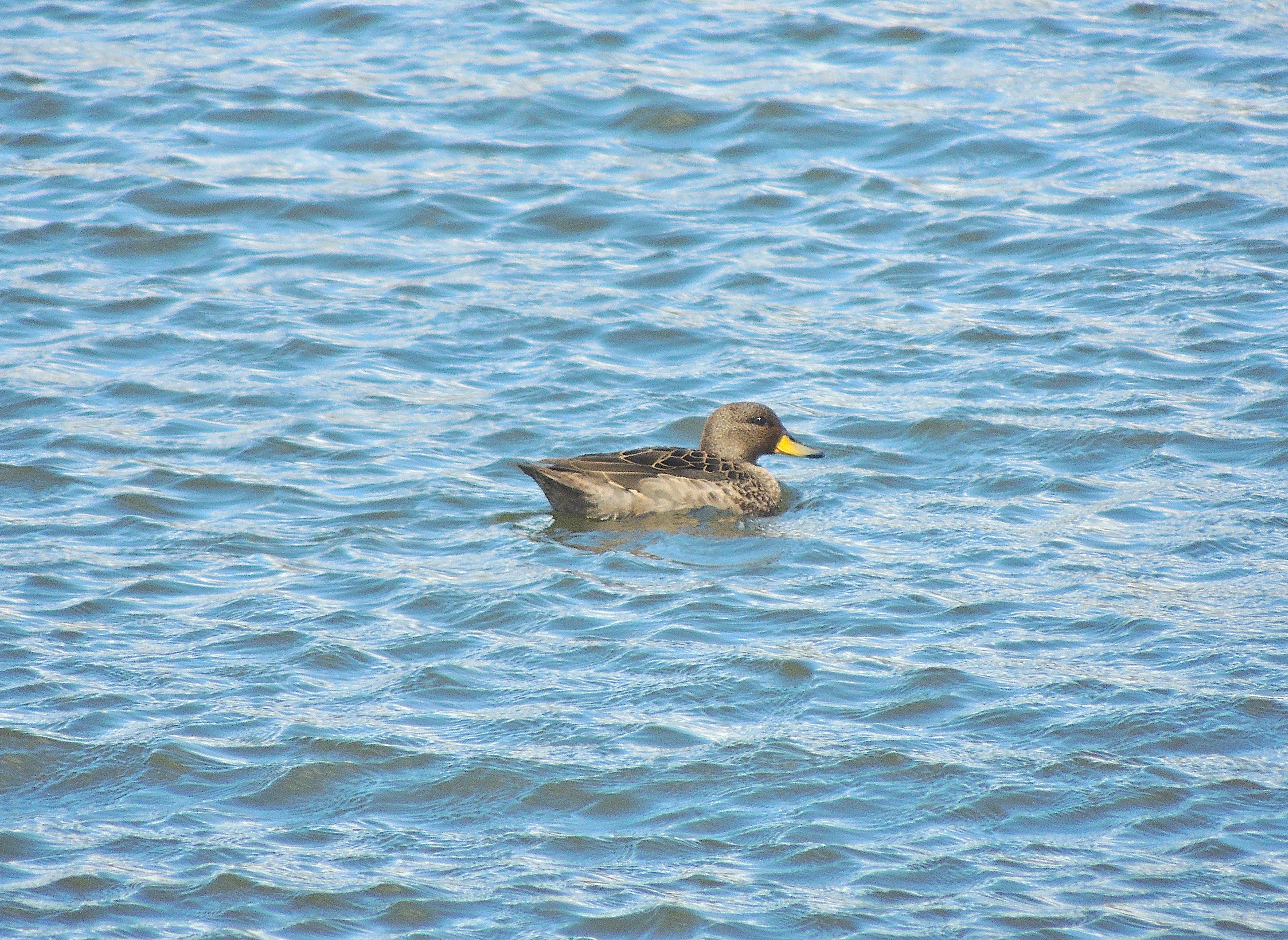 Yellow-billed Teal