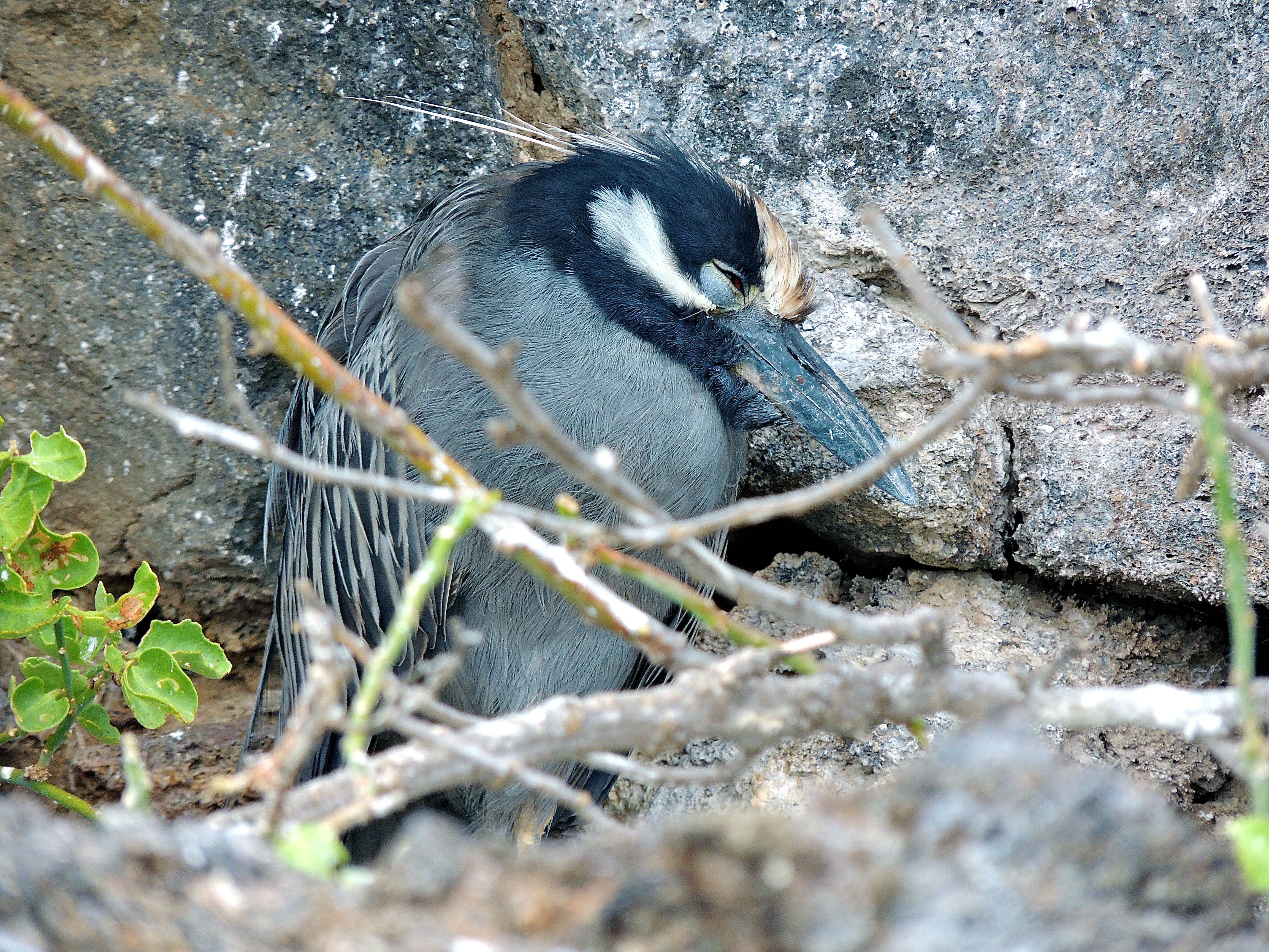 Yellow-crowned Night Heron