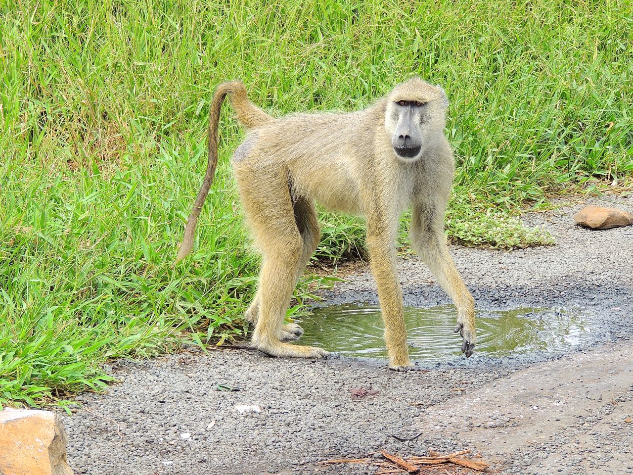 Yellow Baboon