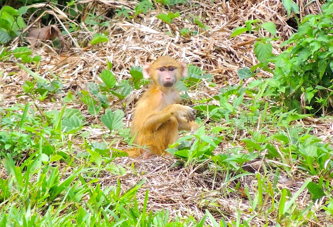 Yellow Baboons